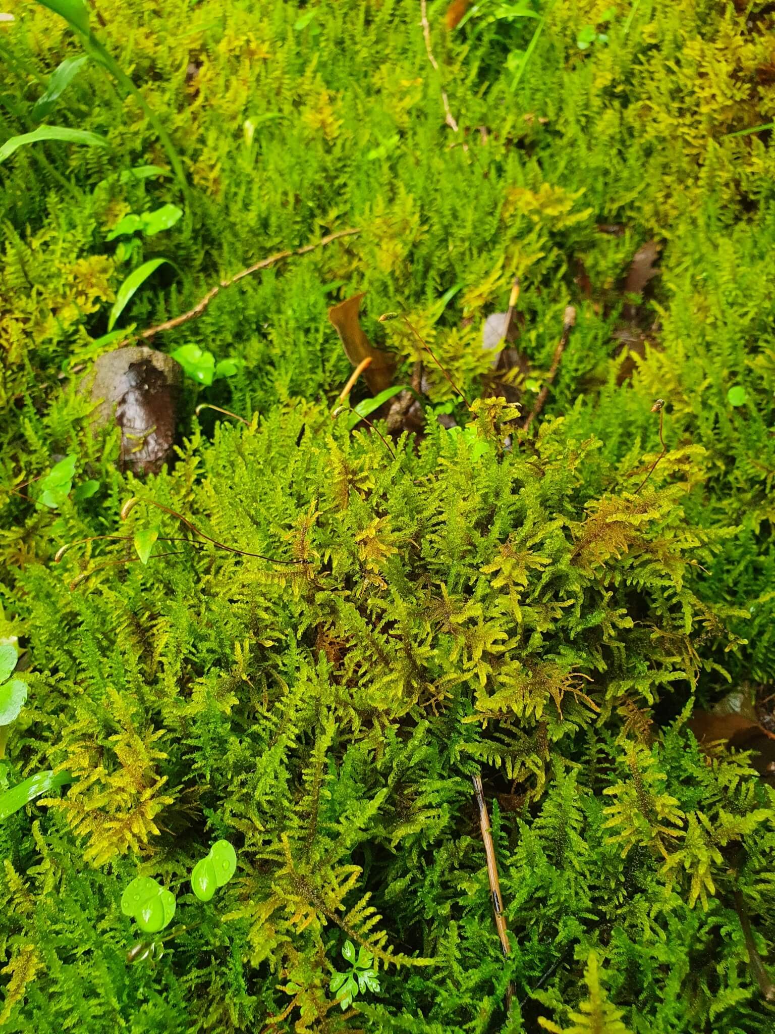 Curled Hook-moss image