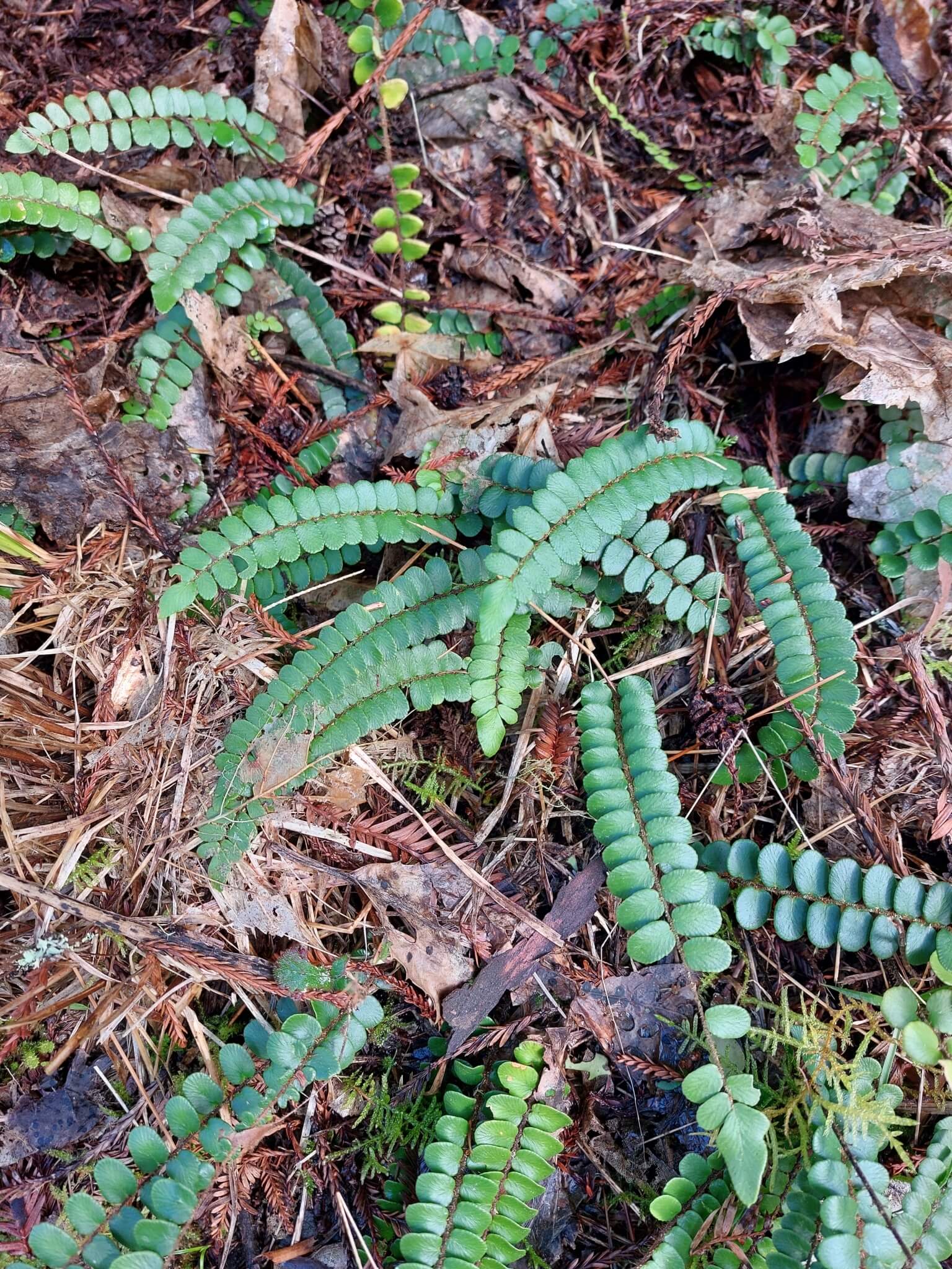 Button Fern image