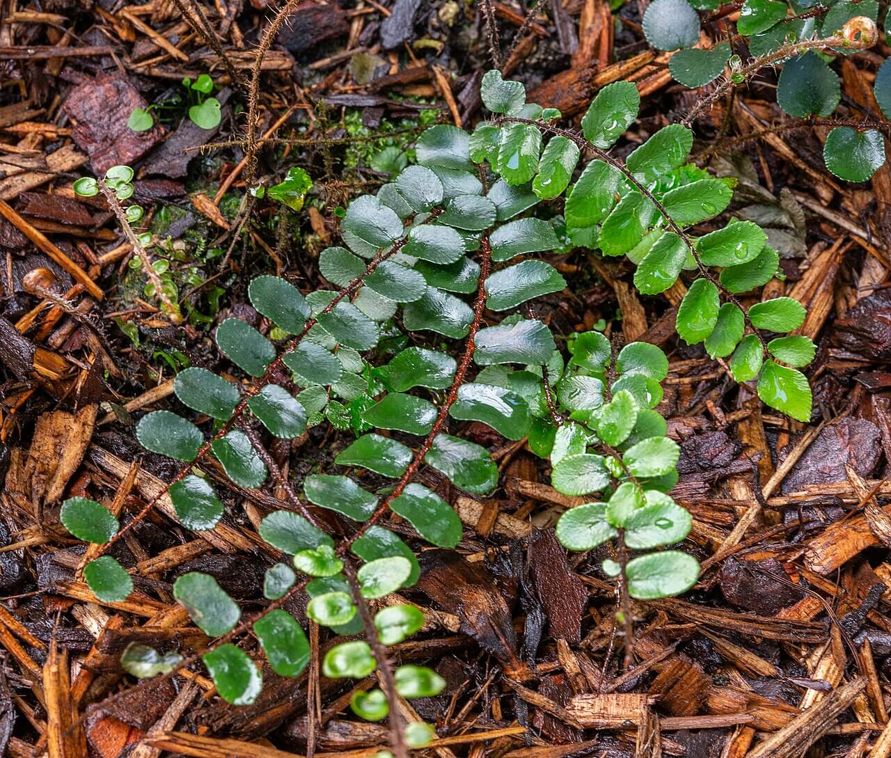 Button Fern image