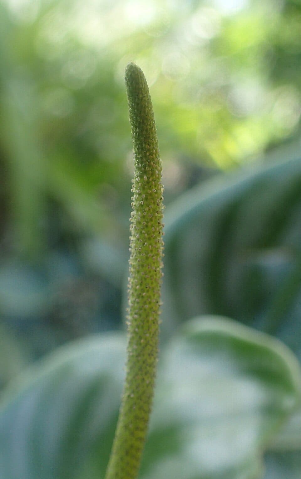 Watermelon Peperomia image