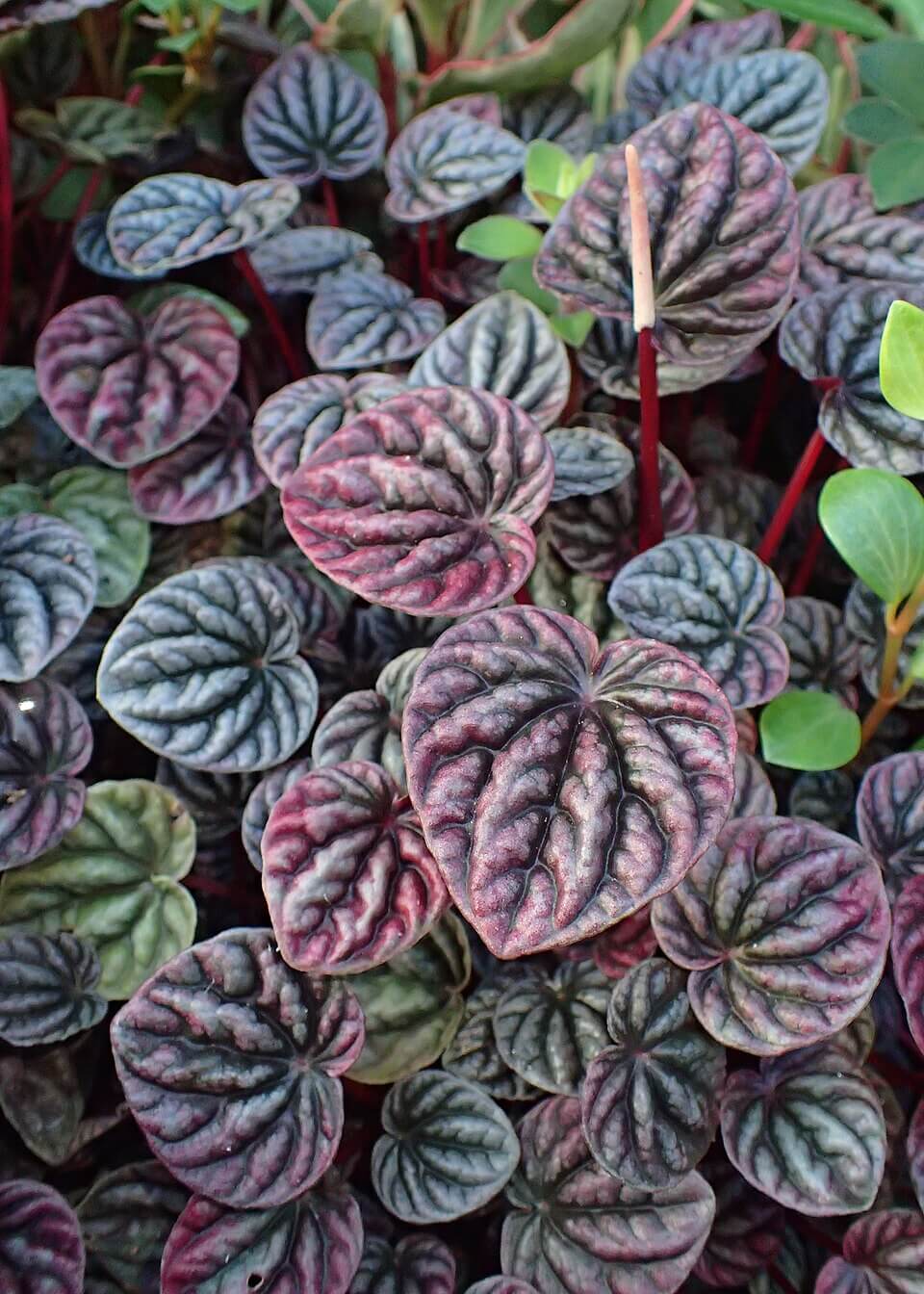 Emerald Ripple Peperomia image