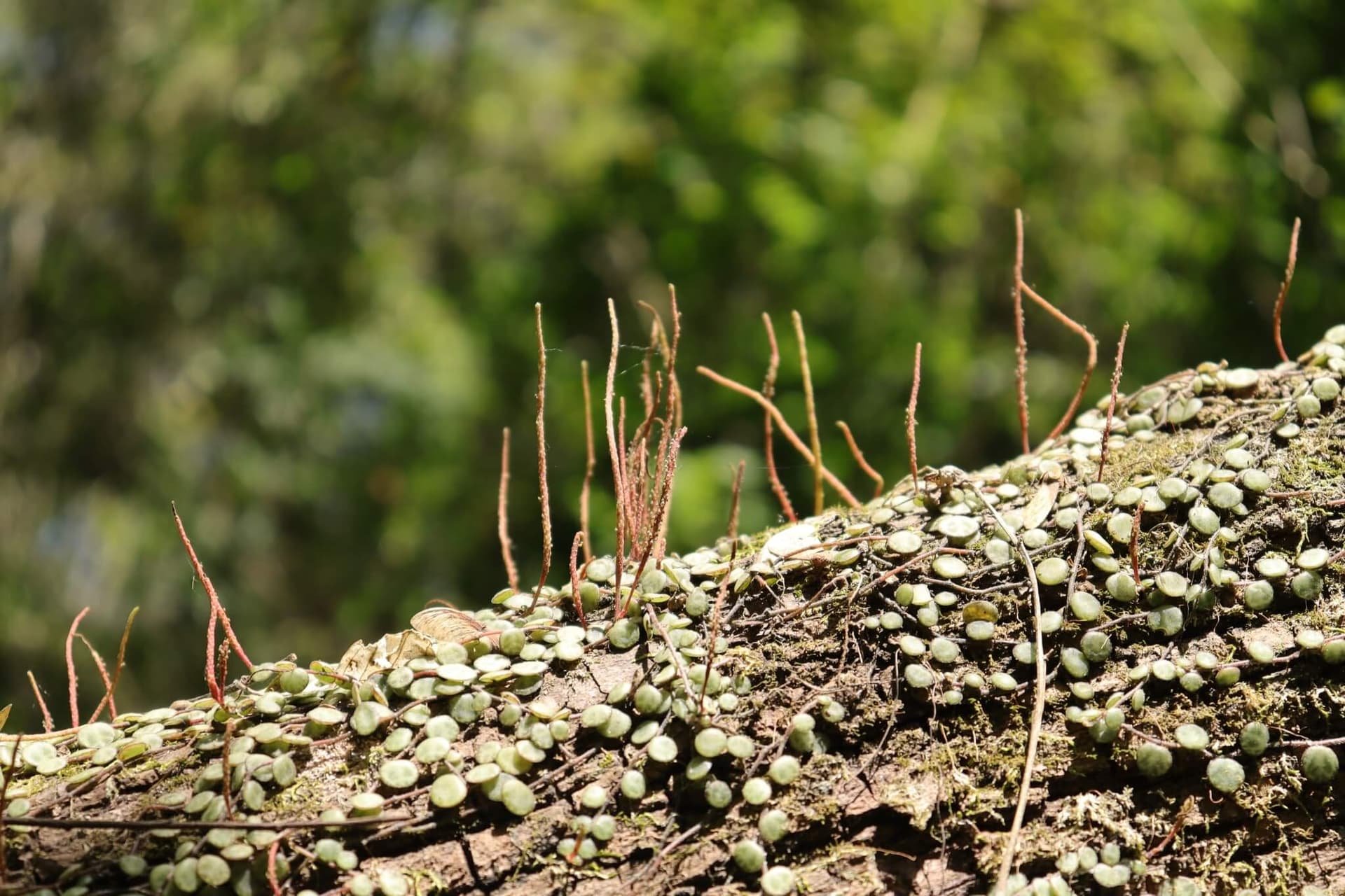String of Turtles image