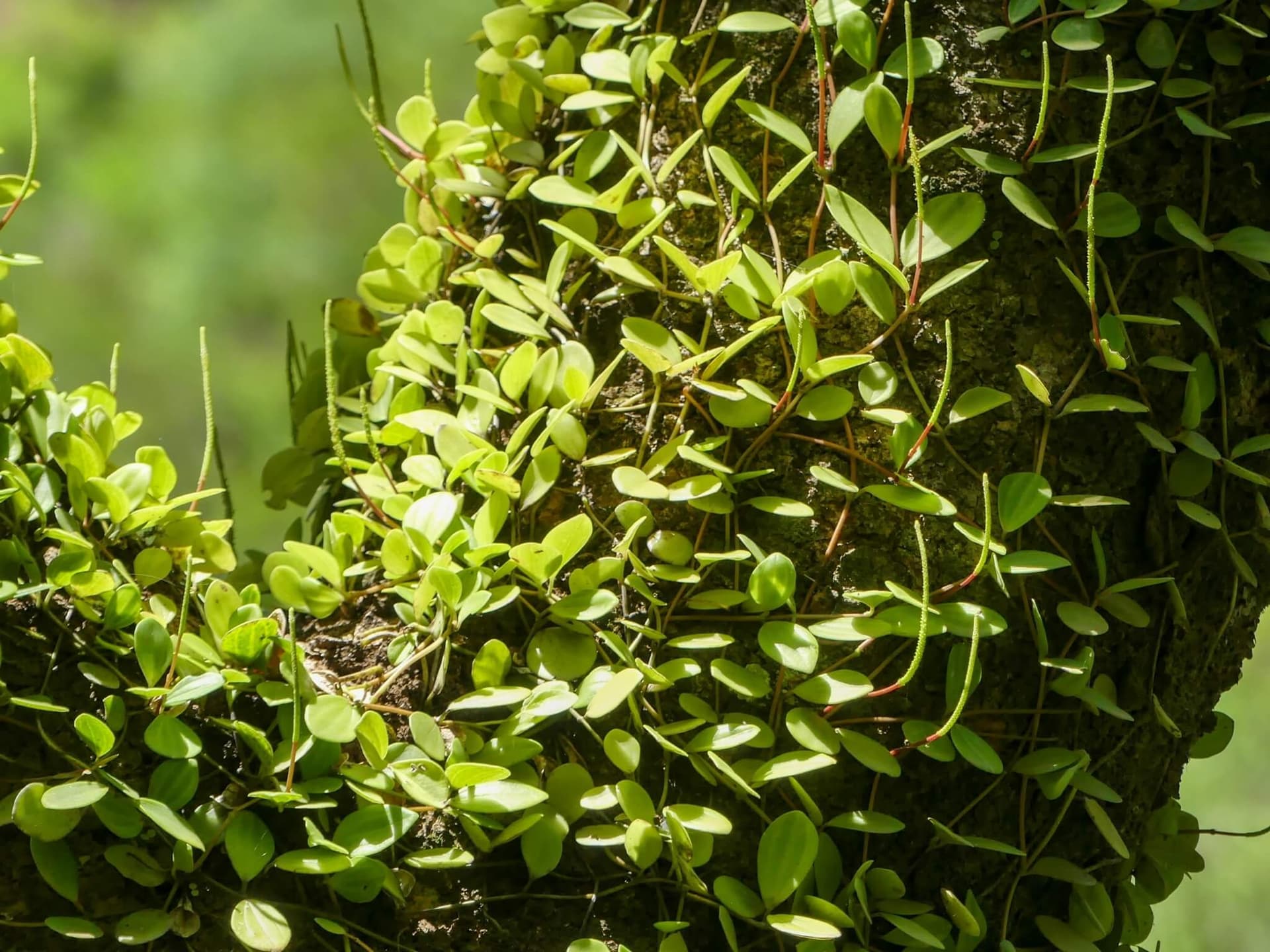 Beetle Peperomia image
