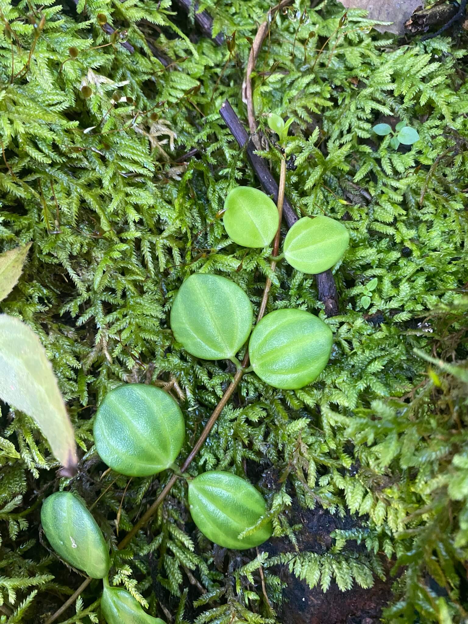 Beetle Peperomia image