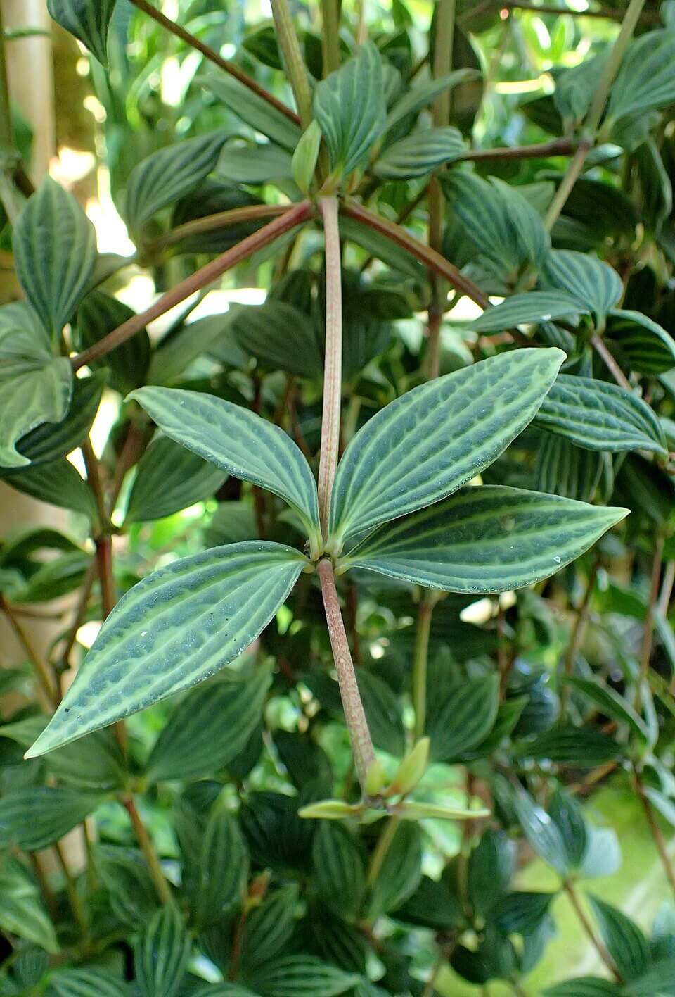 Parallel Peperomia image
