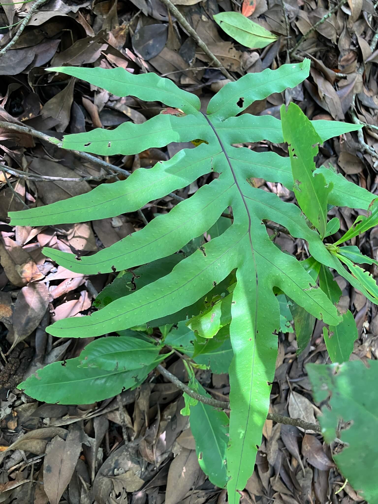Blue Star Fern image