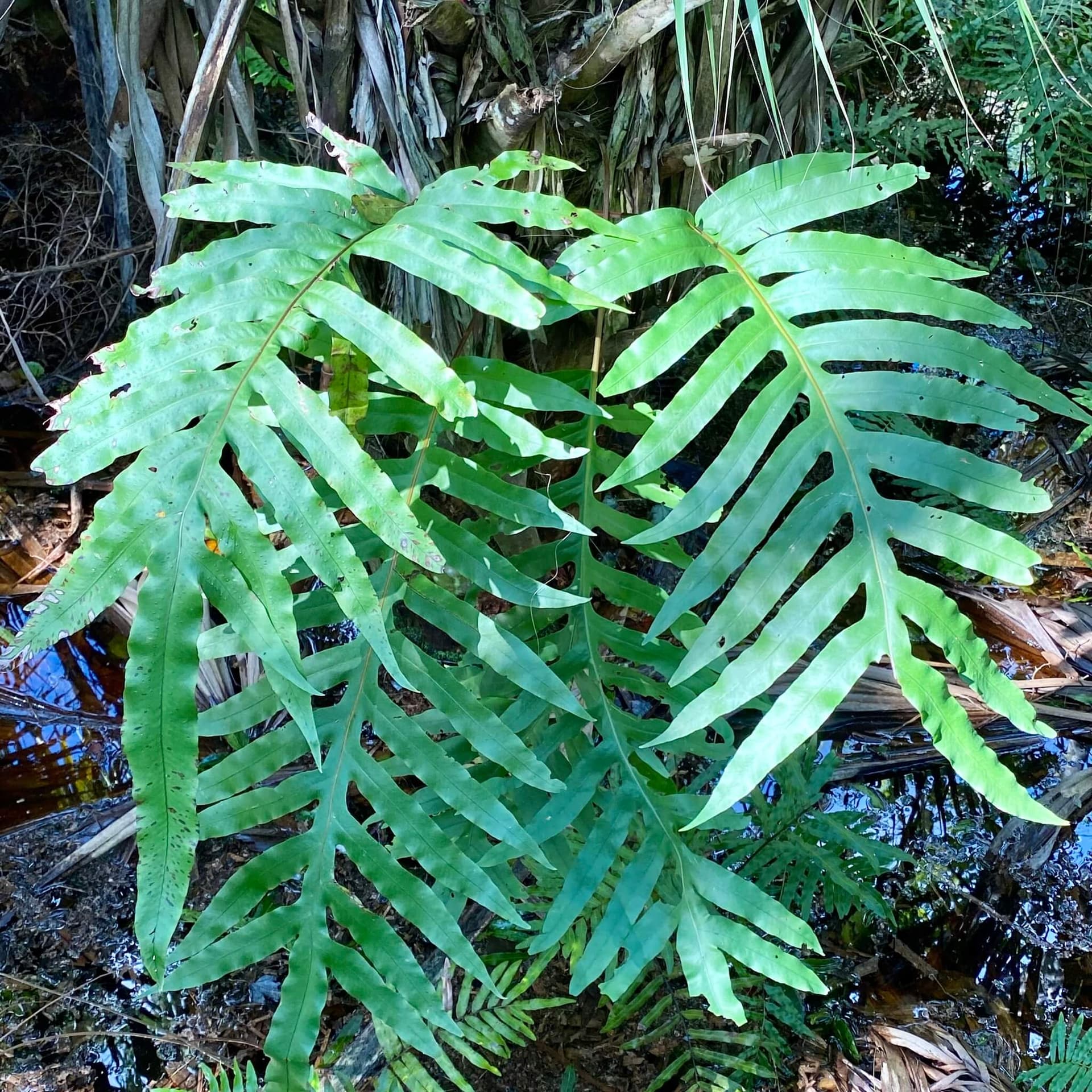 Blue Star Fern image