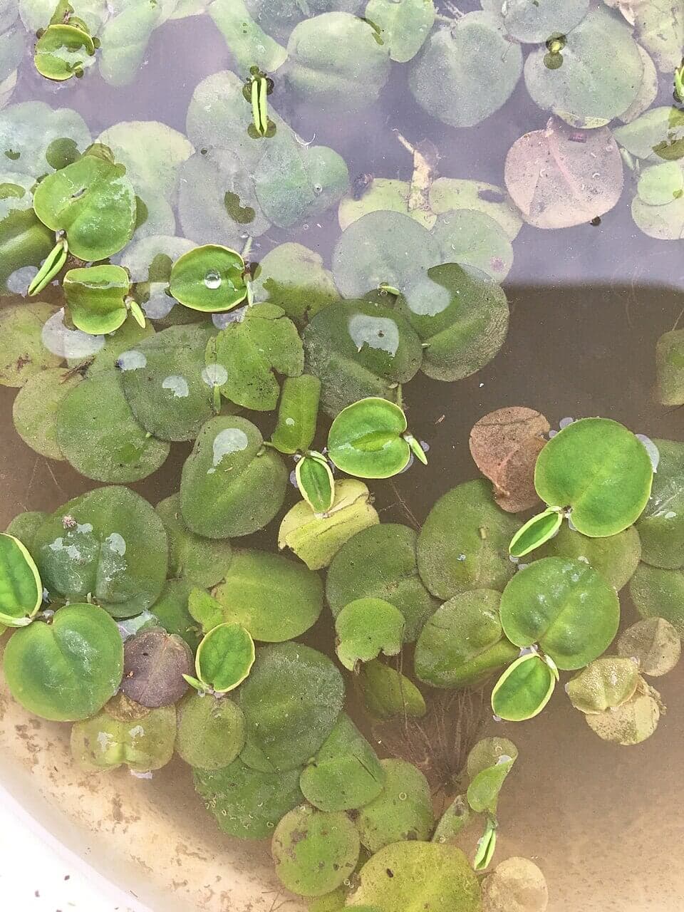 Red Root Floater image
