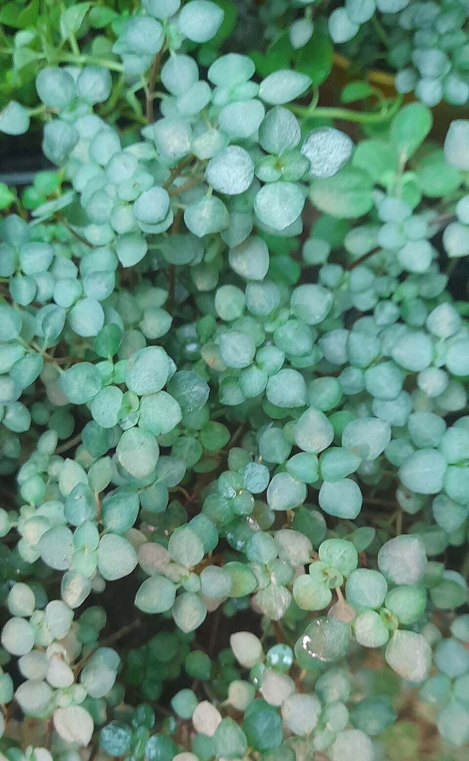 Aquamarine Pilea image