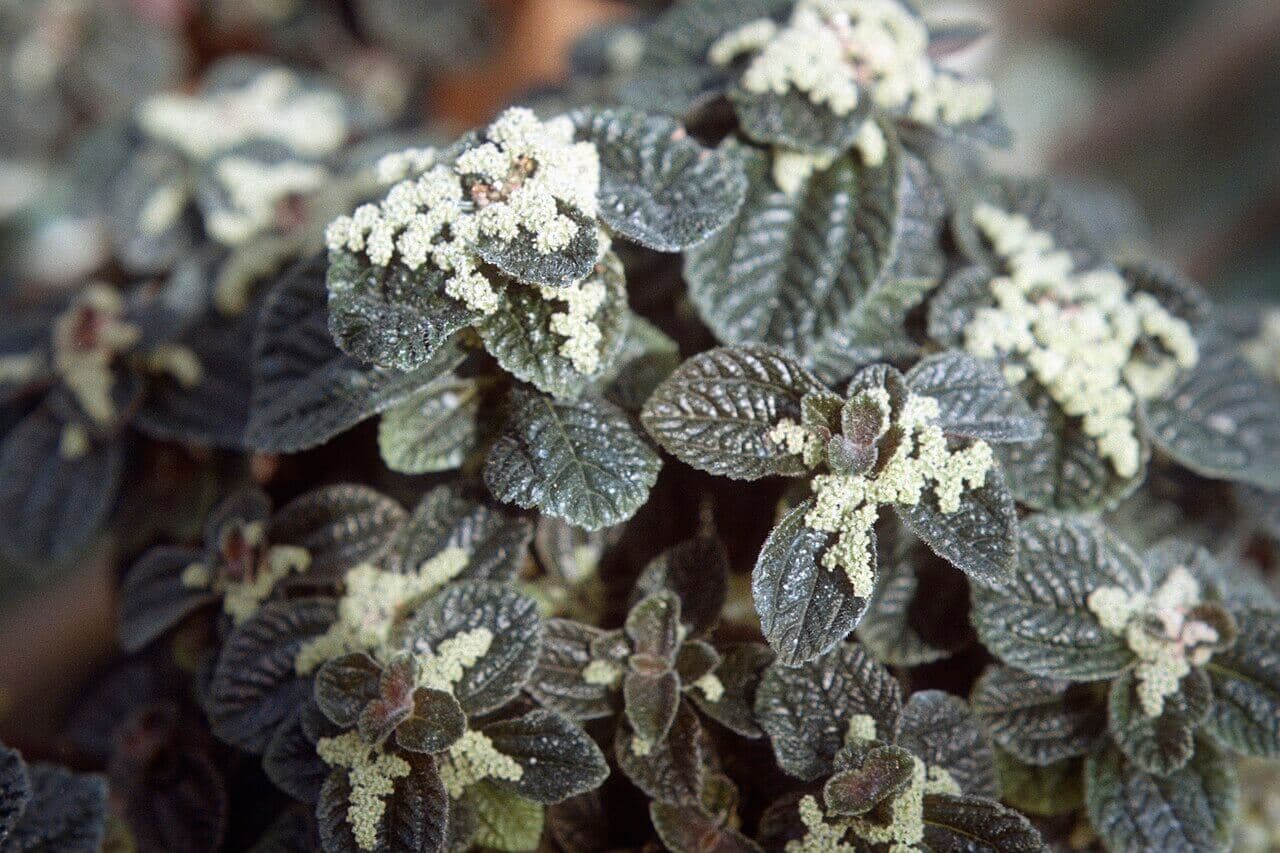 Pilea involucrata image