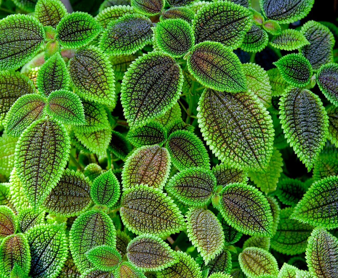 Pilea mollis 'Moon Valley' image