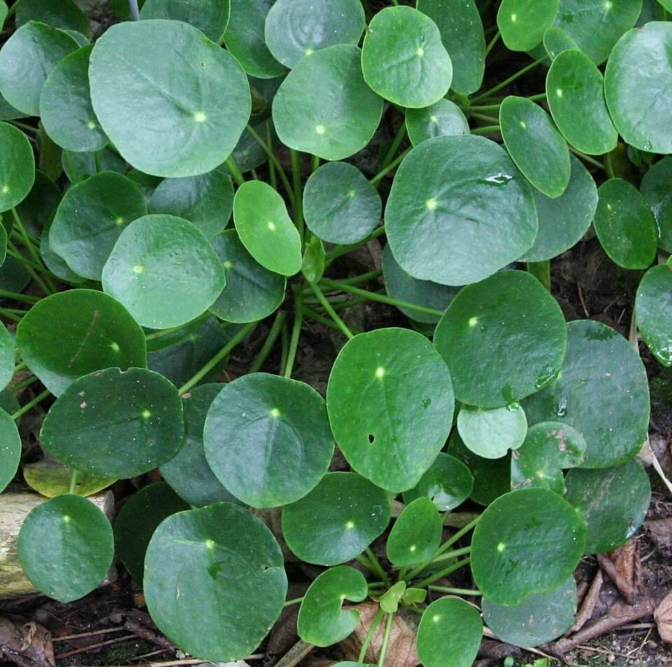 Chinese Money Plant image