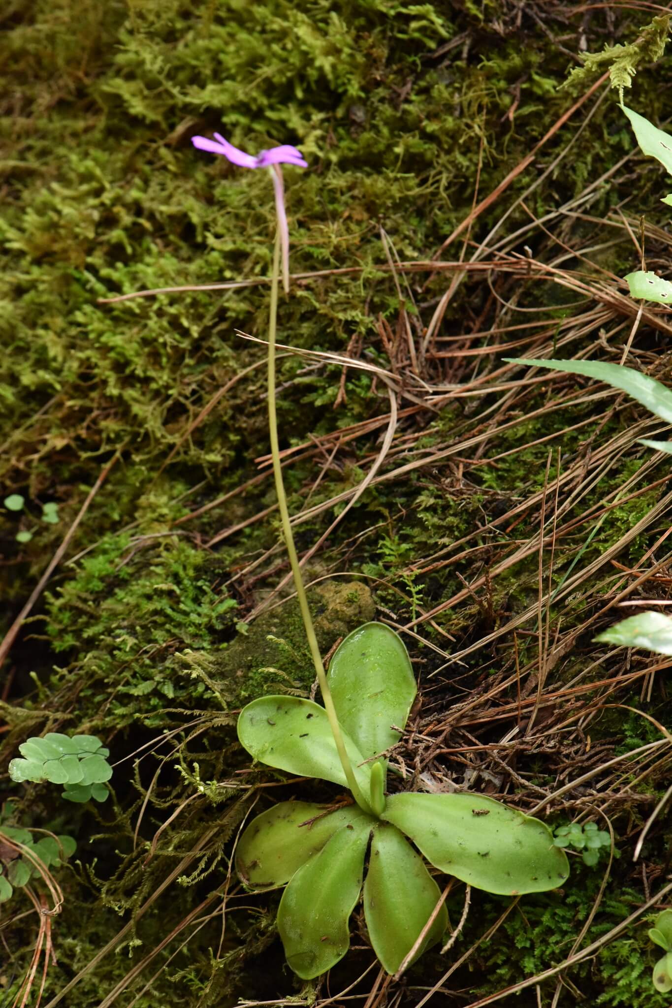 Mexican Butterwort image