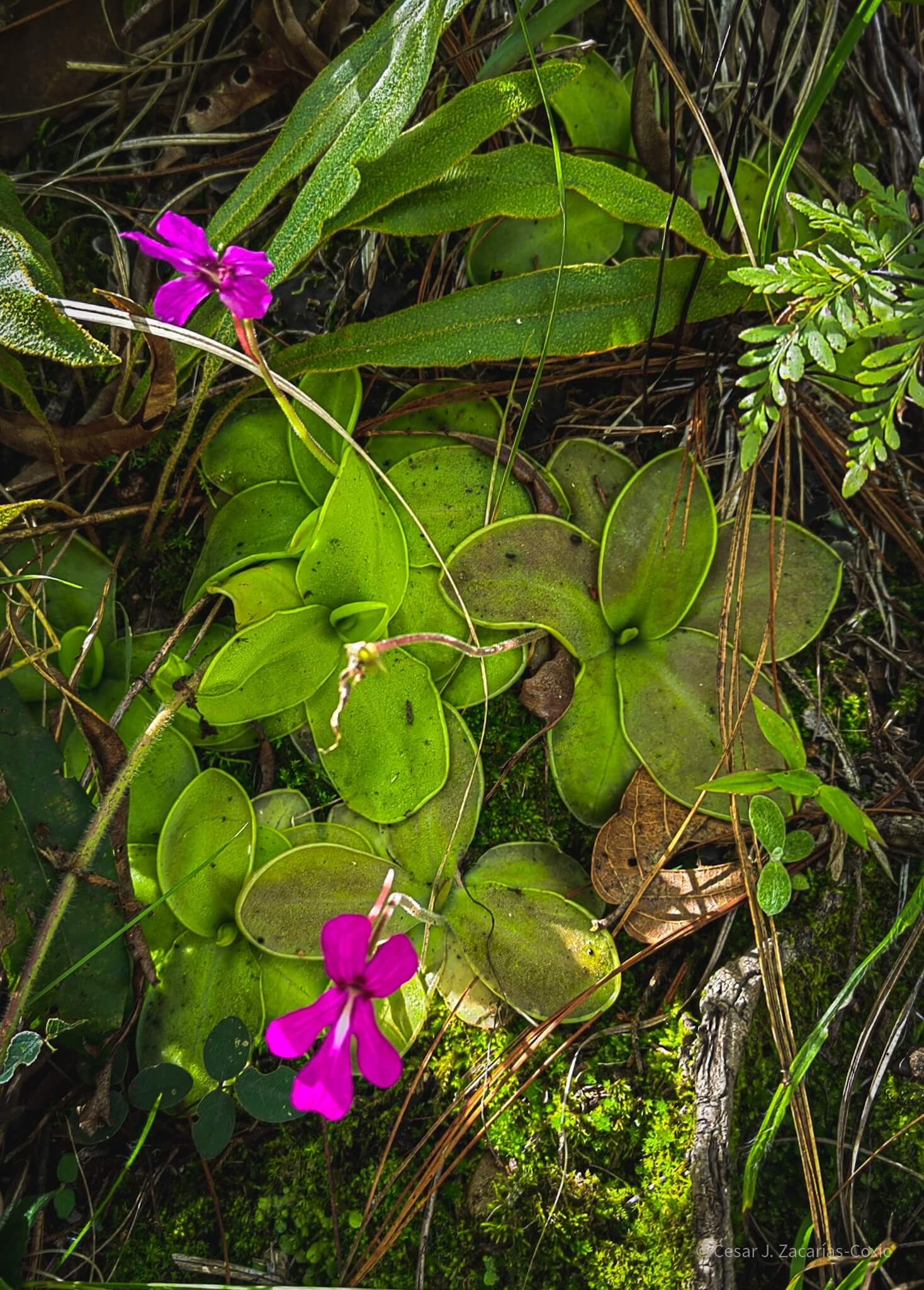 Mexican Butterwort image