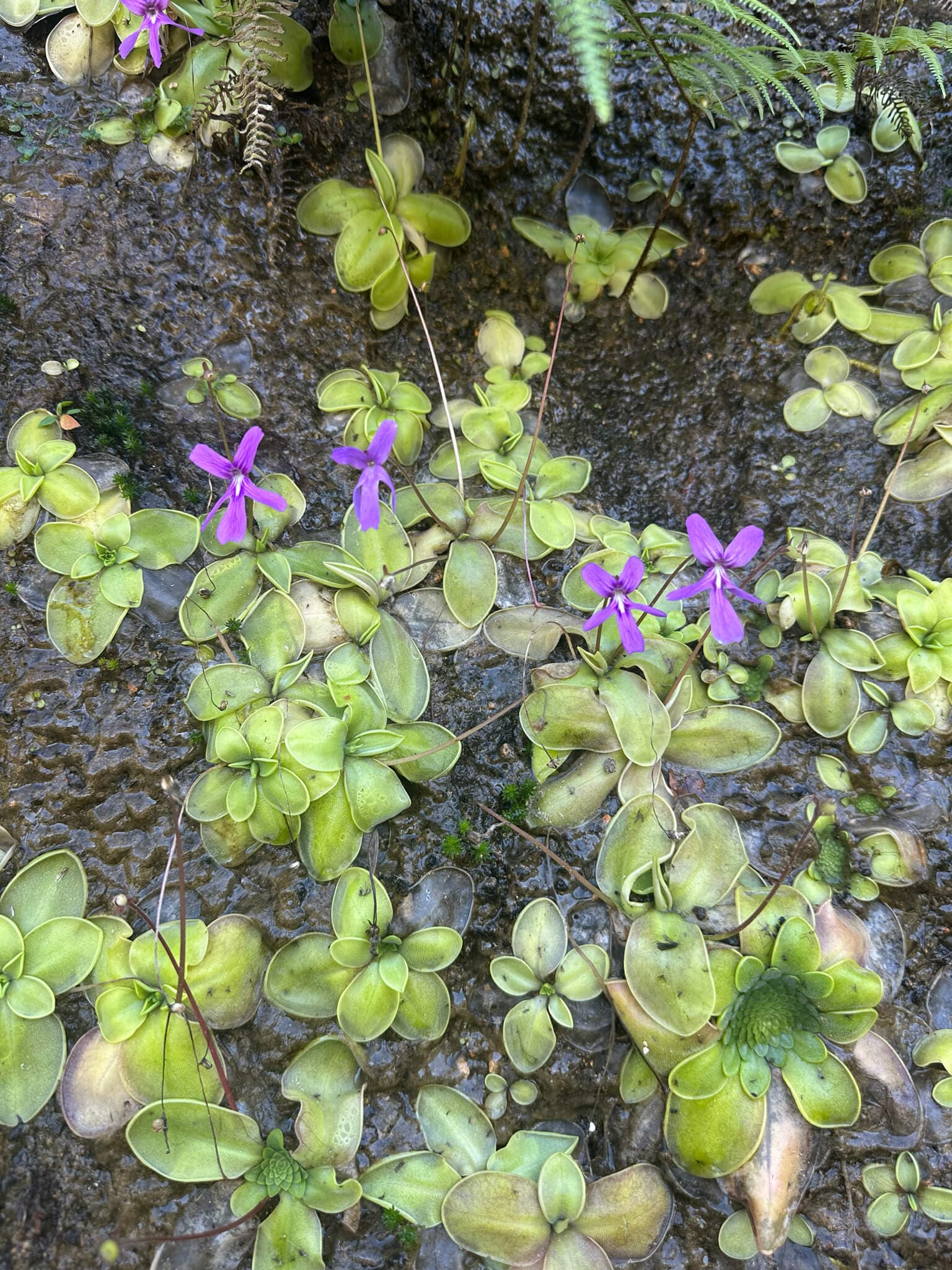 Mexican Butterwort image