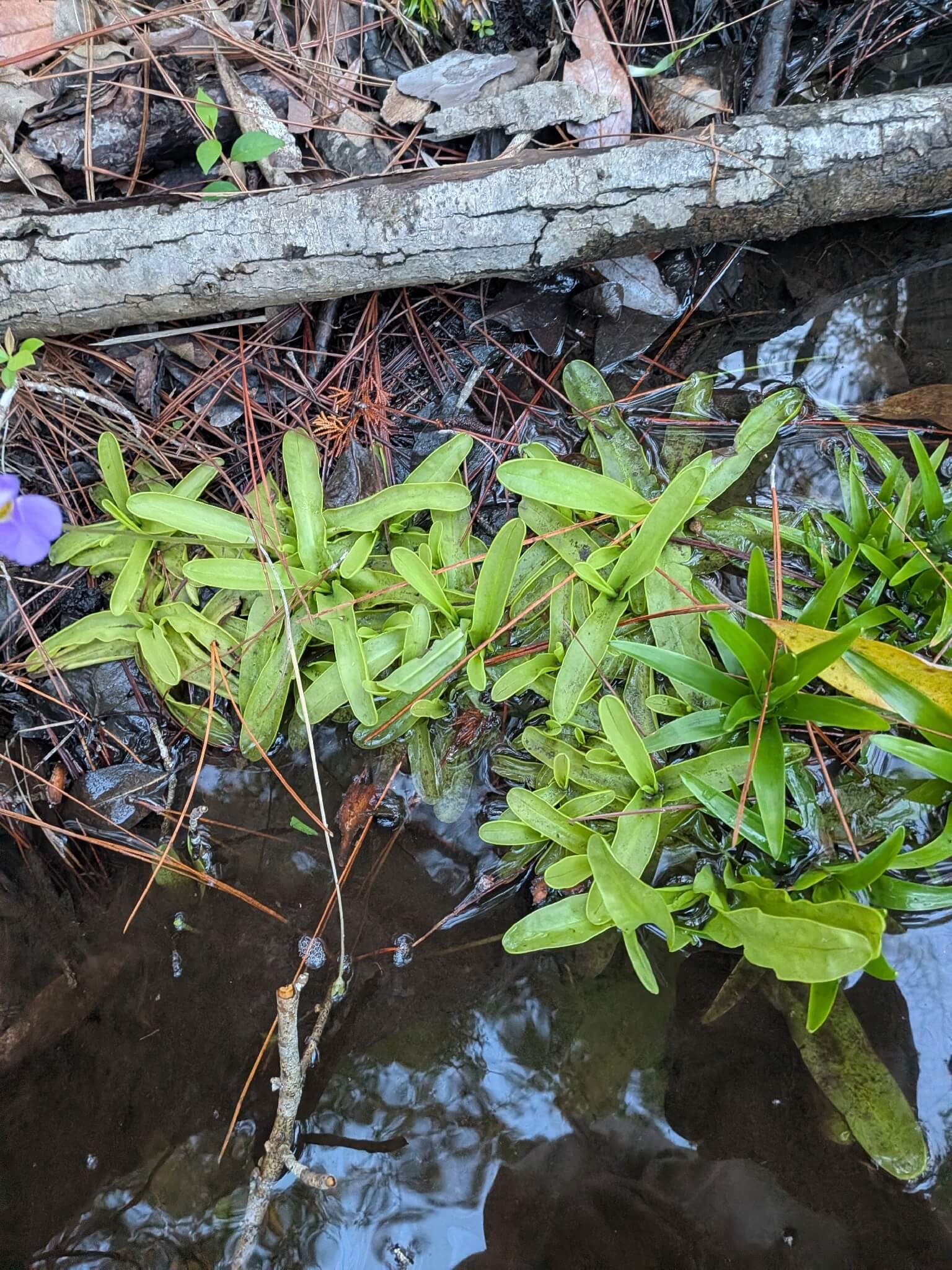 Southern Butterwort image