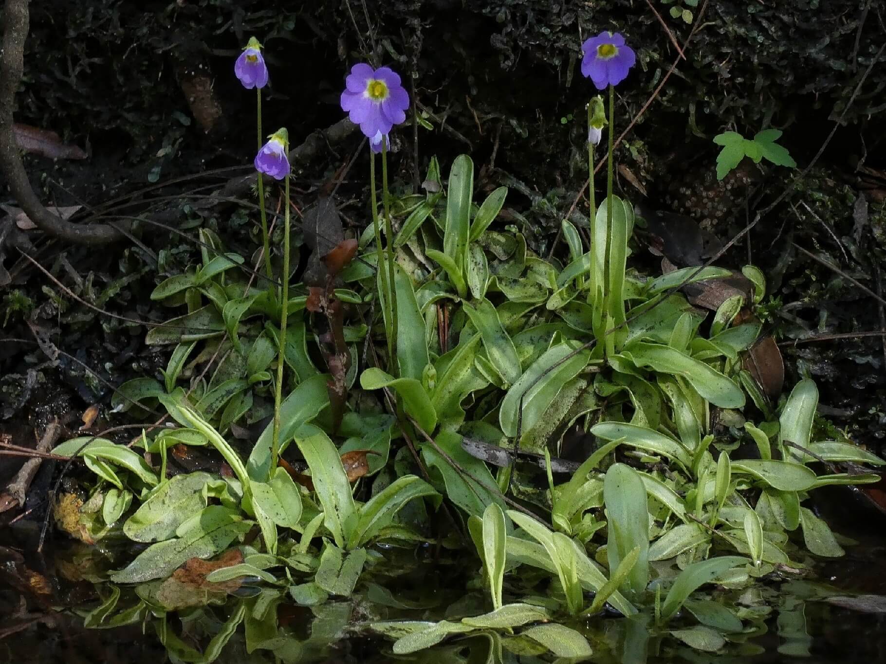 Southern Butterwort image