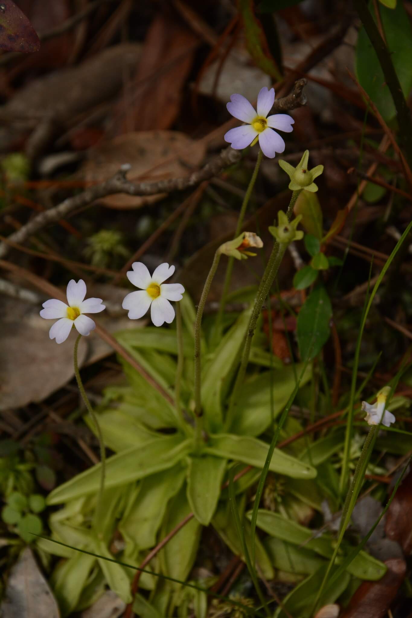 Southern Butterwort image