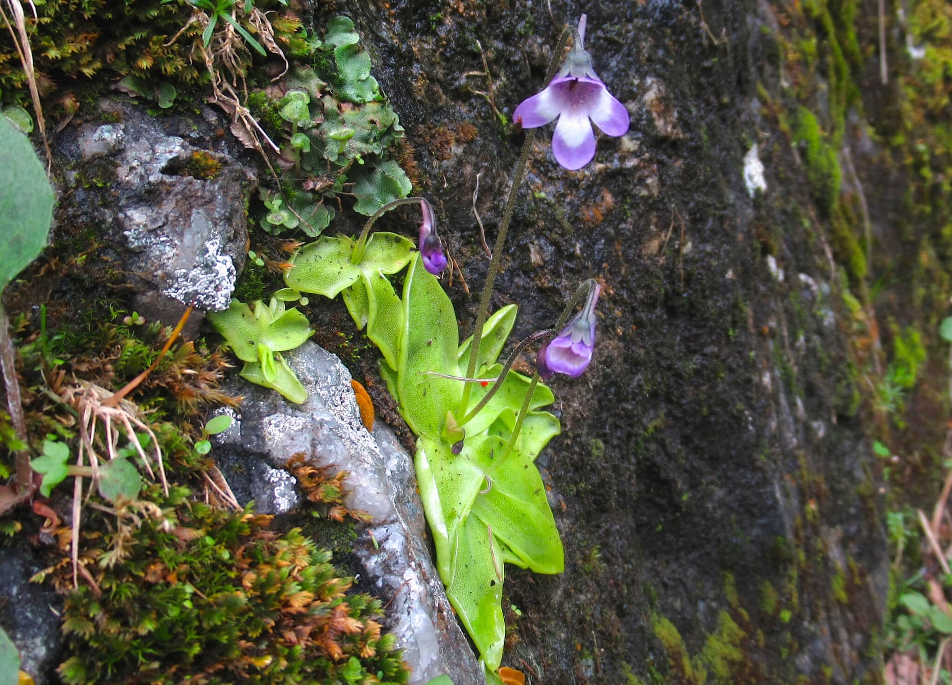 Common Butterwort image