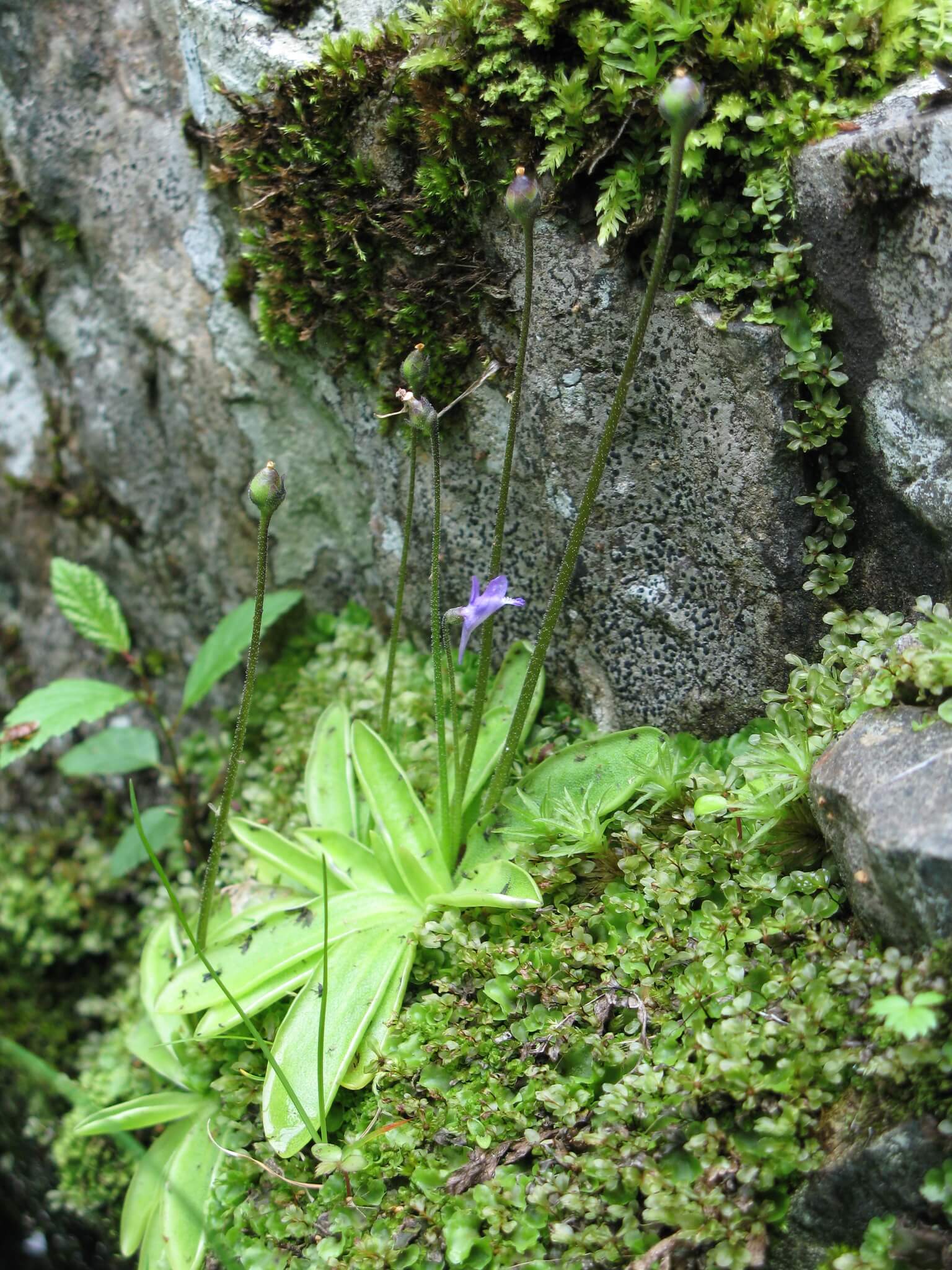 Common Butterwort image