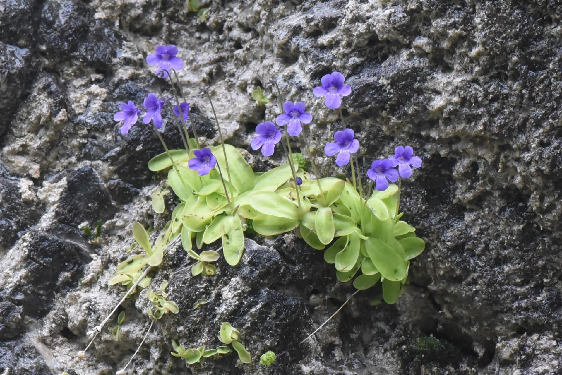Common Butterwort image