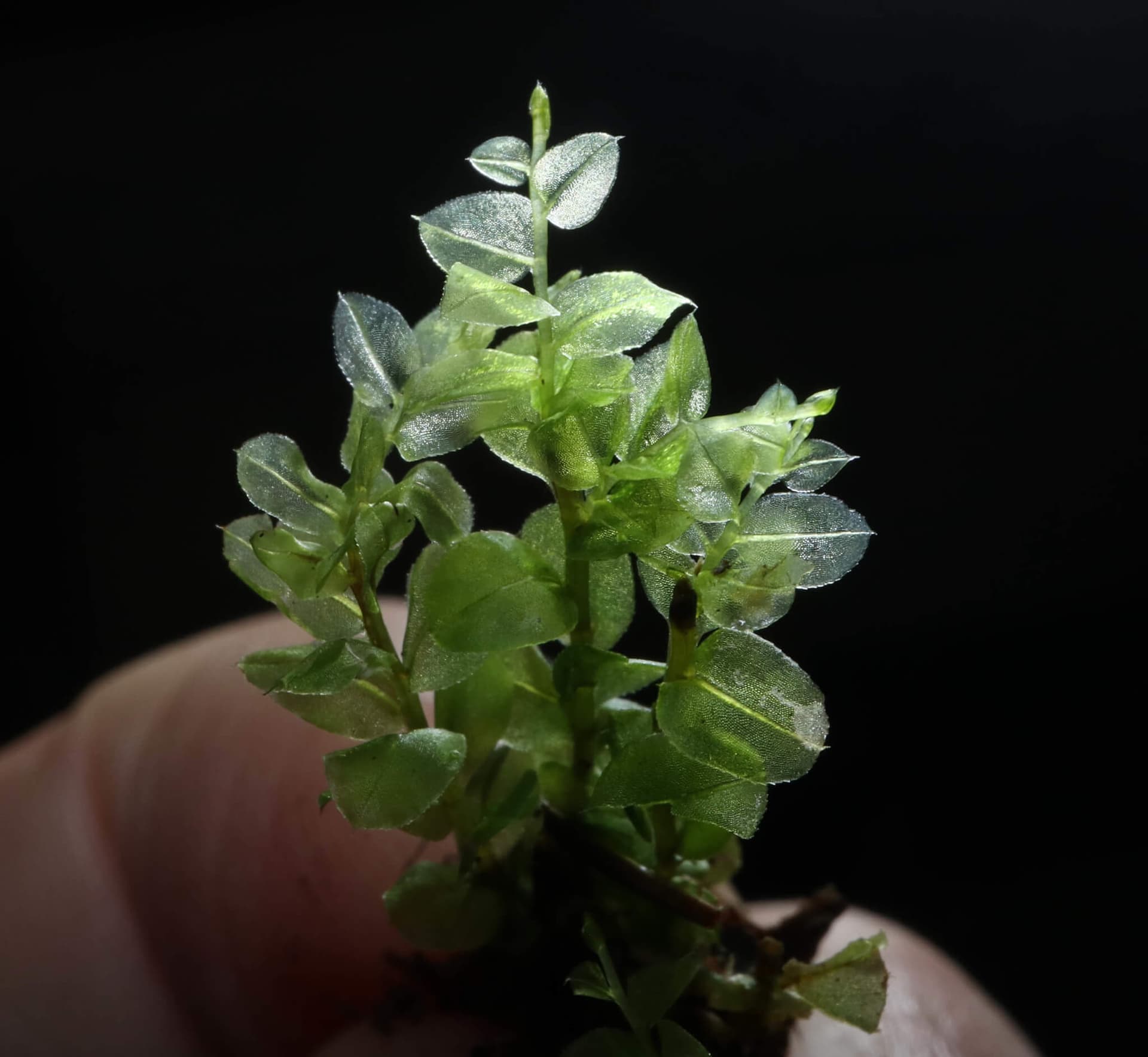 Baby Tooth Moss image