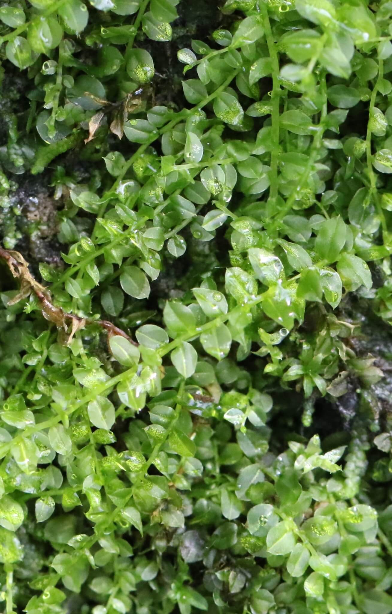 Baby Tooth Moss image