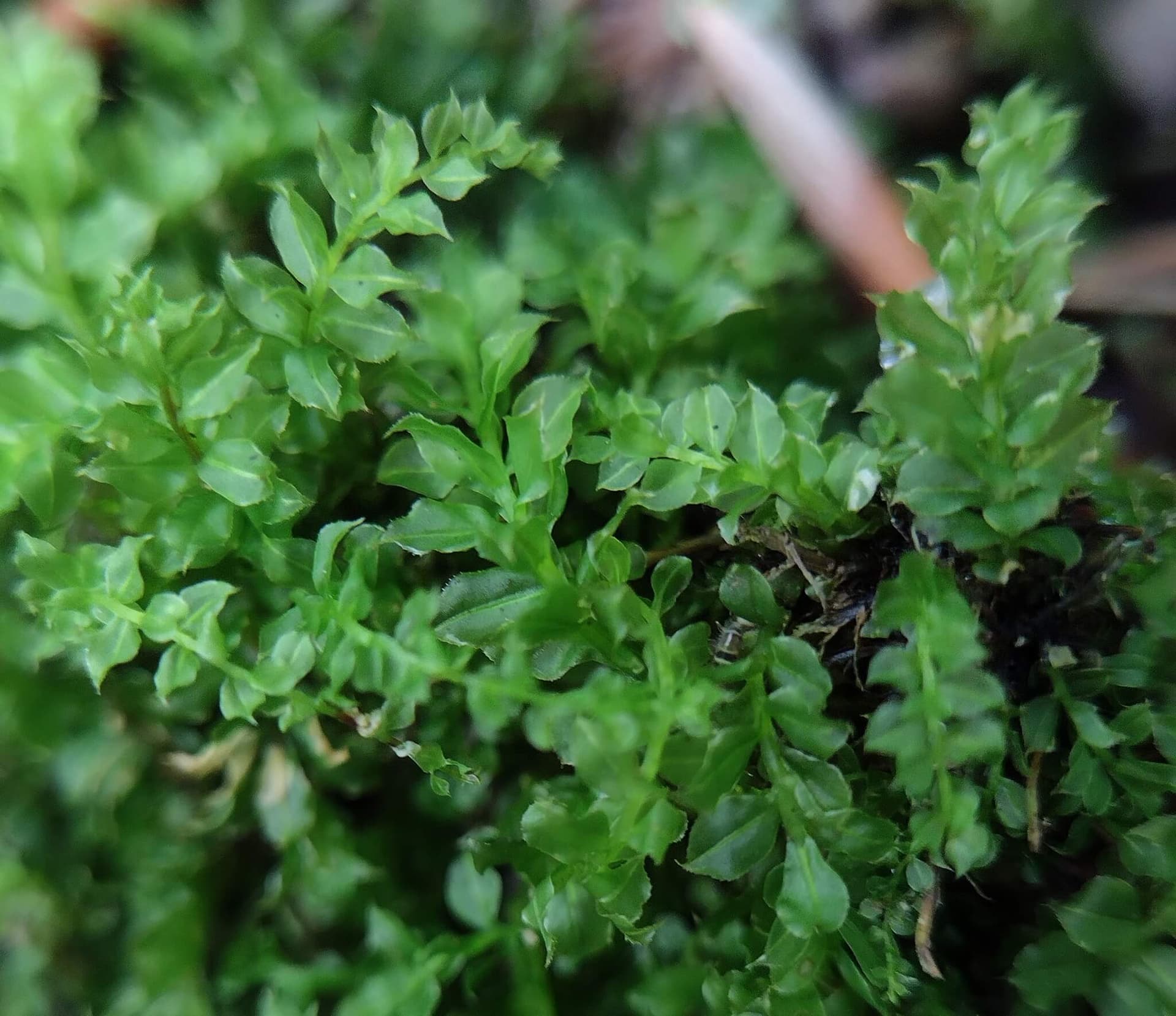 Baby Tooth Moss image