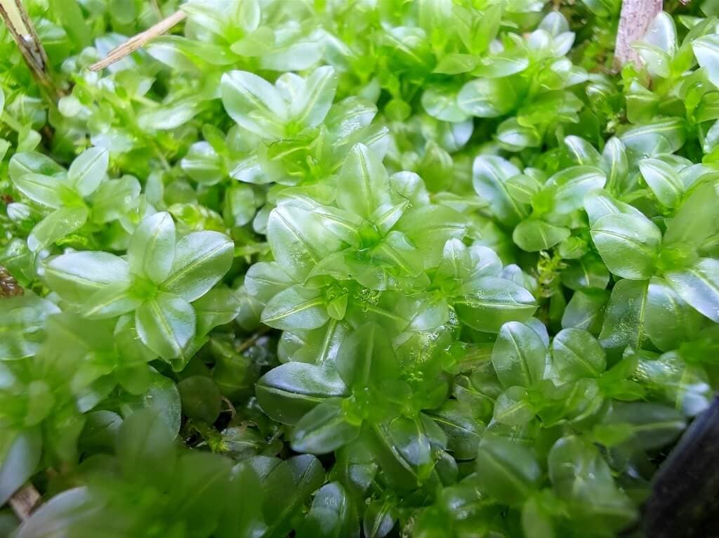 Thyme-Moss oba-chochin-goke image