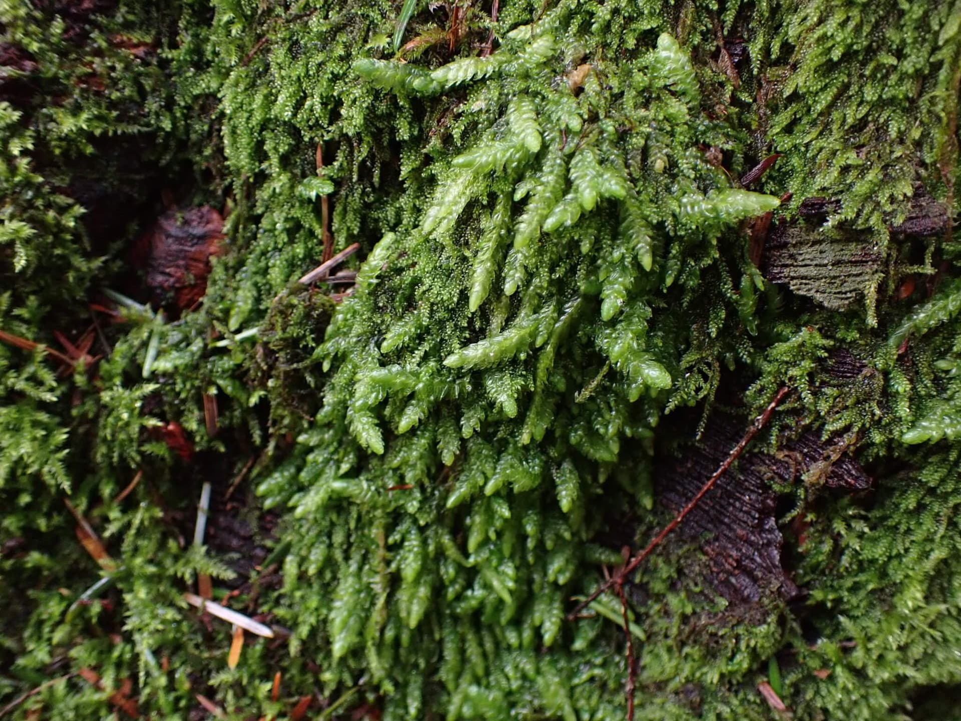 Waved Silk Moss image