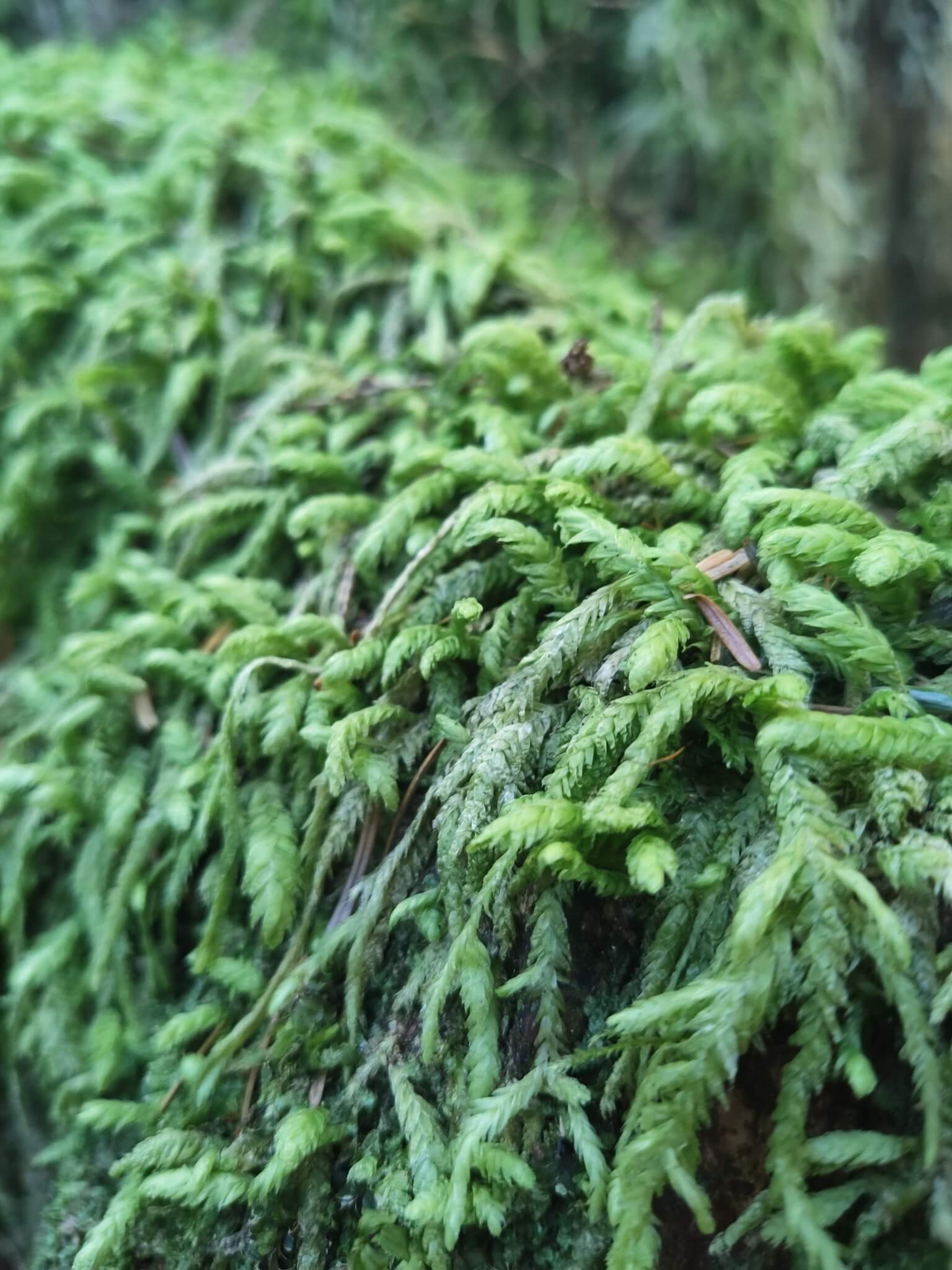 Waved Silk Moss image