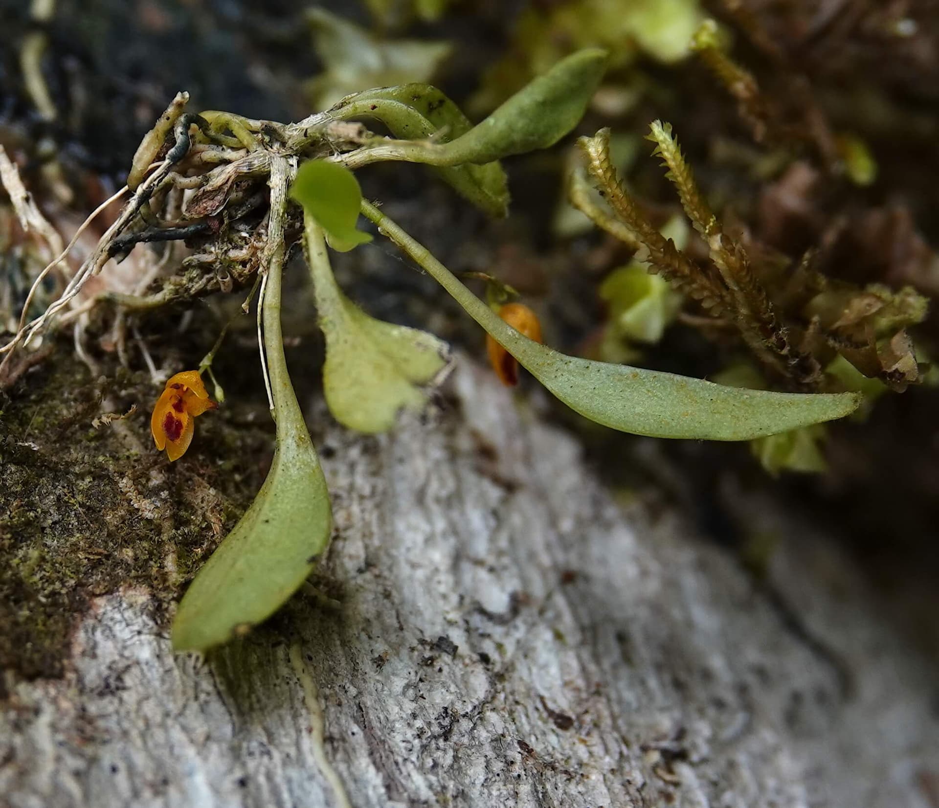 Ruby Pleurothallis image