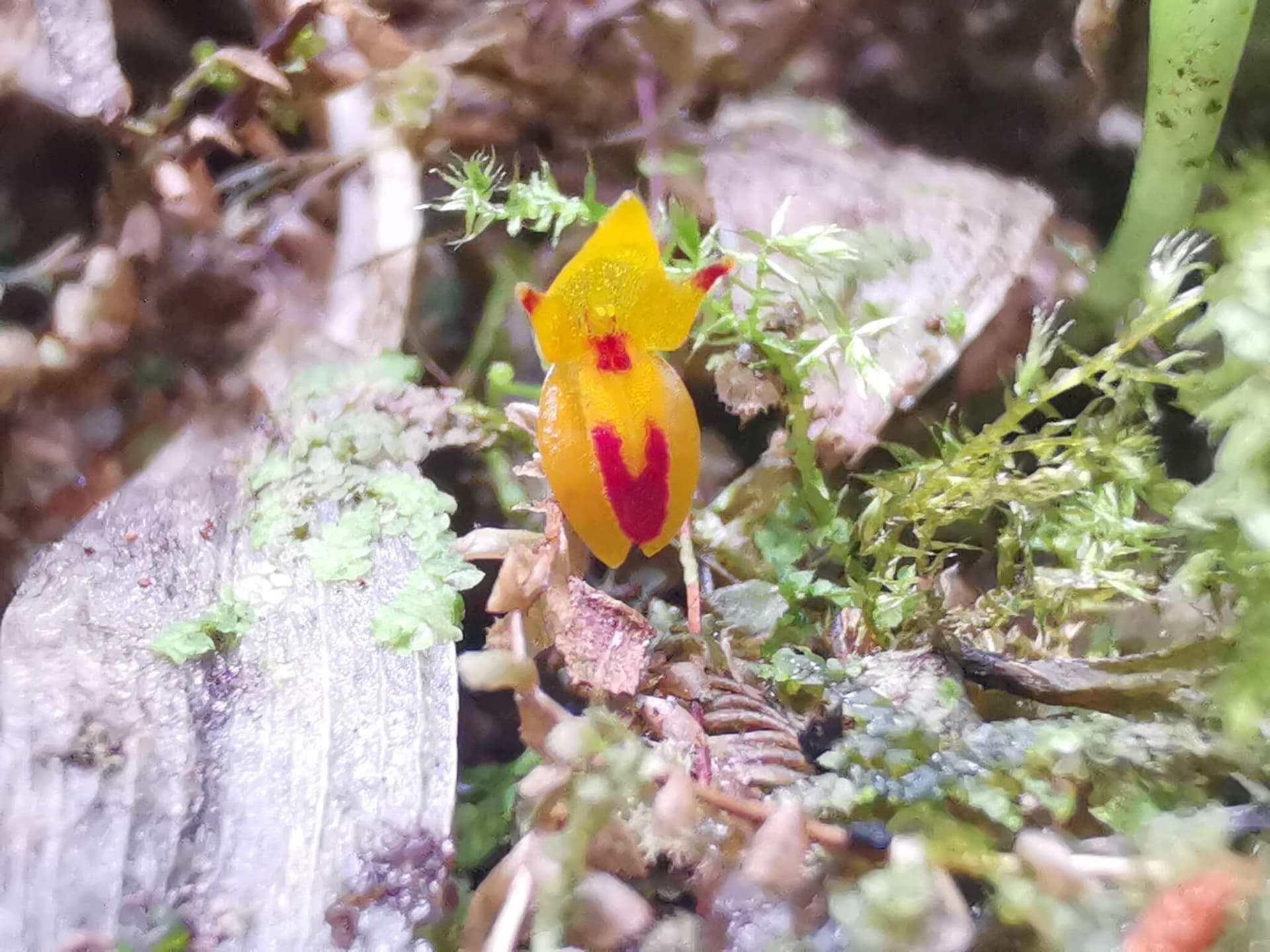 Ruby Pleurothallis image