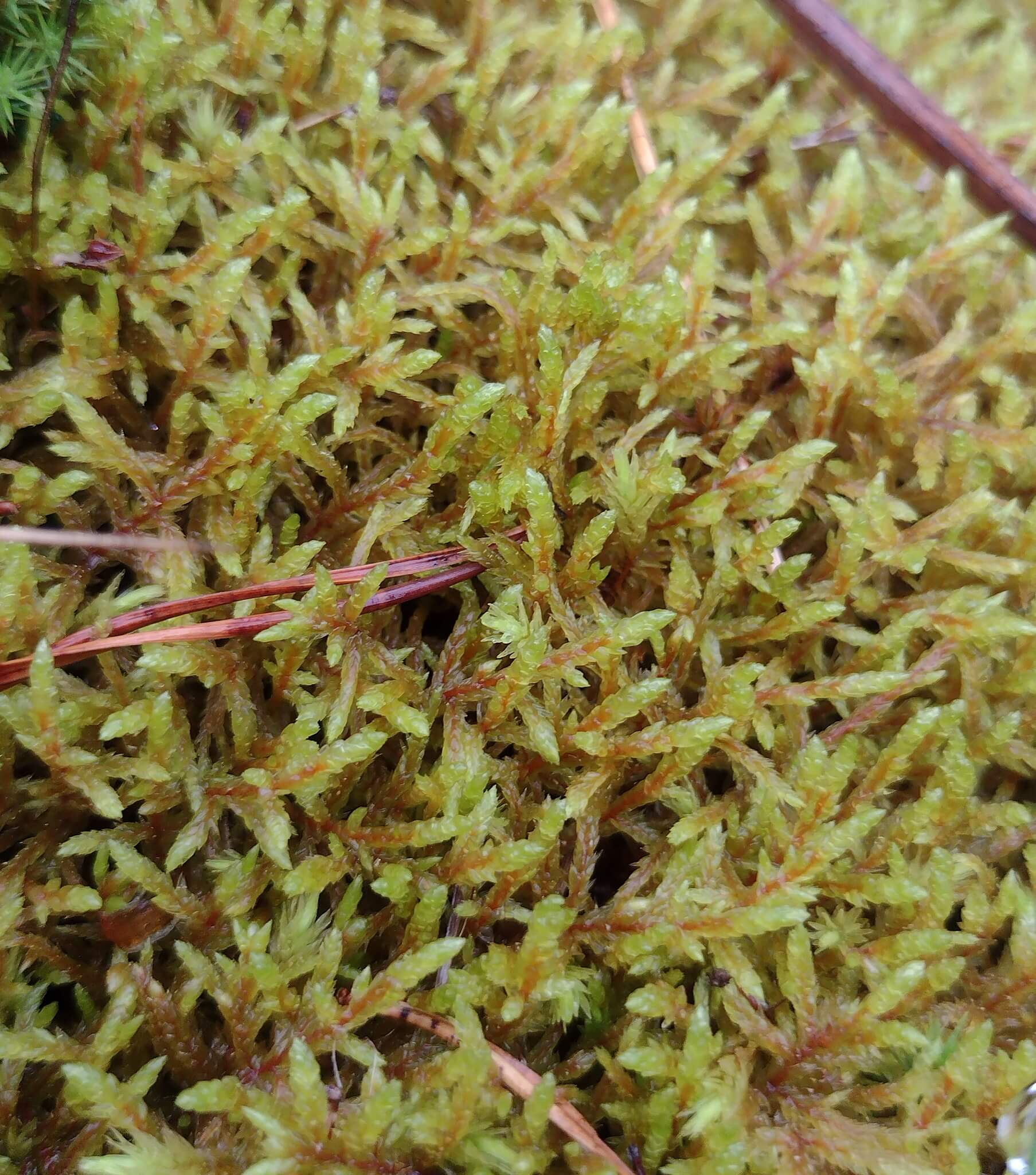 Red-stemmed Feather Moss image