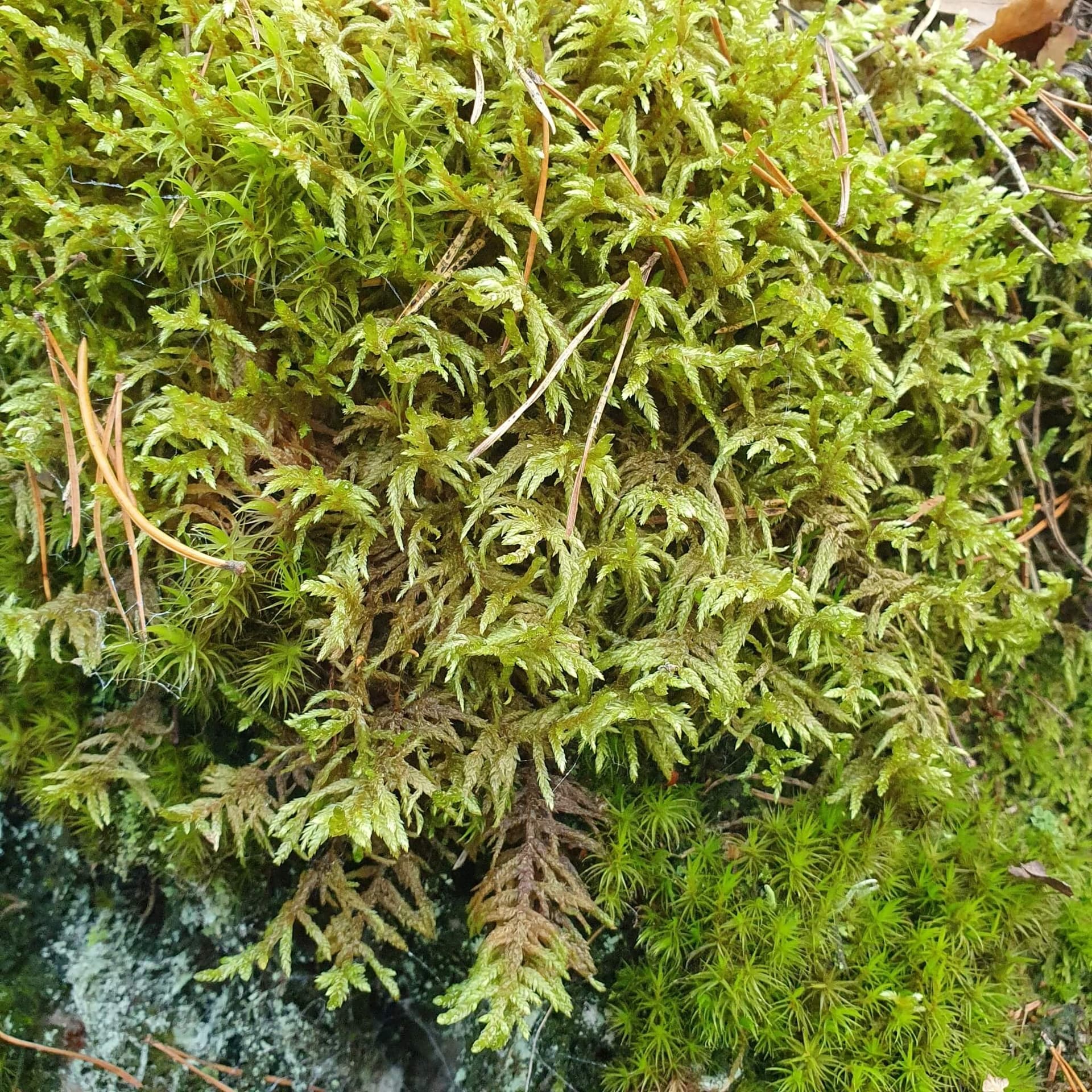 Red-stemmed Feather Moss image