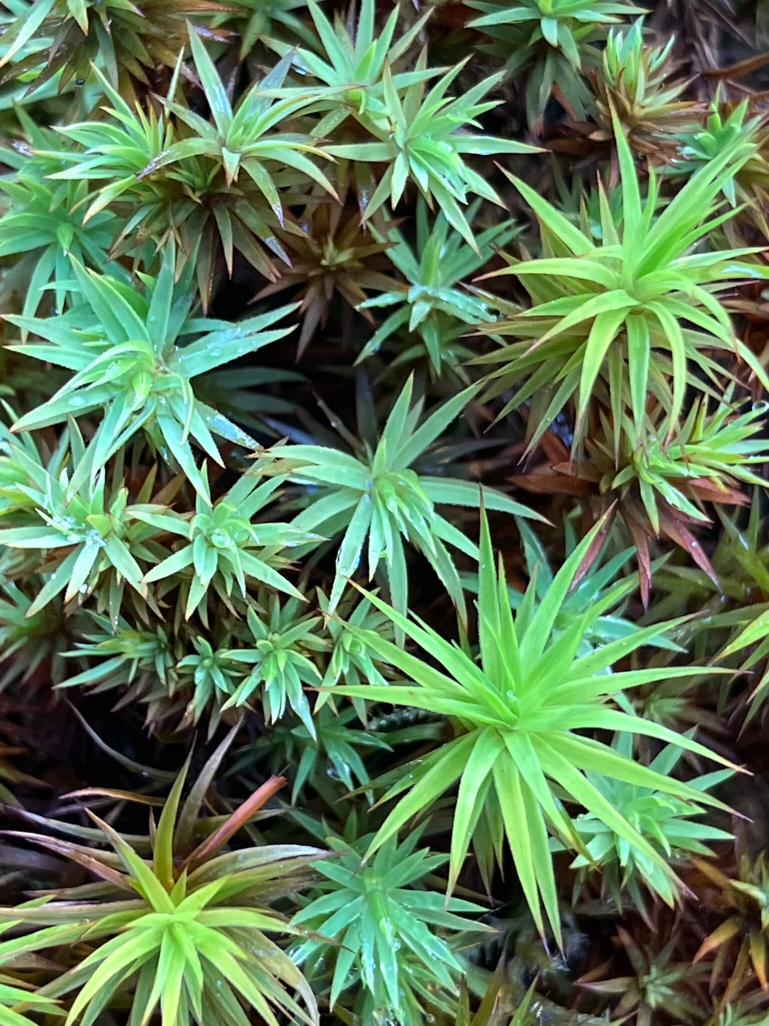 Urn Haircap Moss image