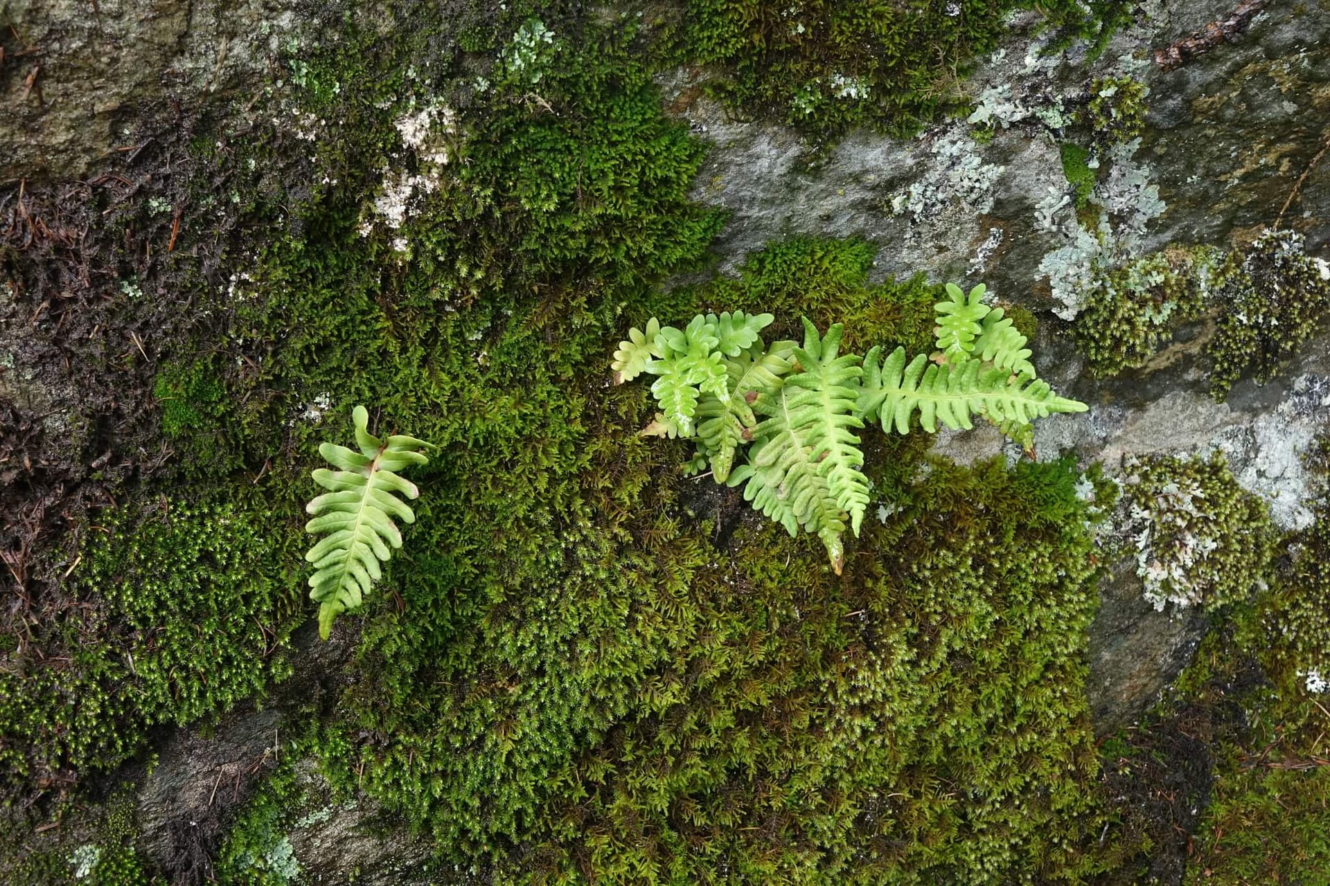 Common Polypody image