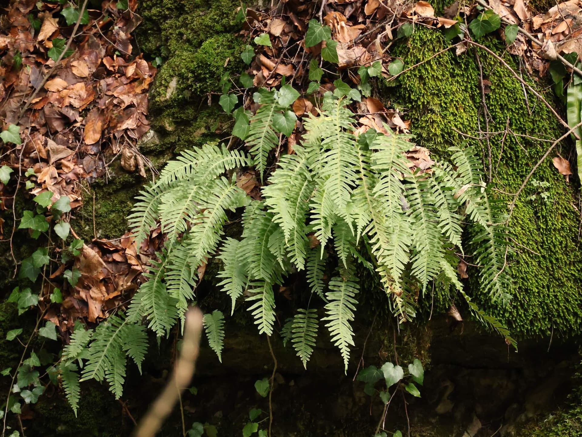 Common Polypody image