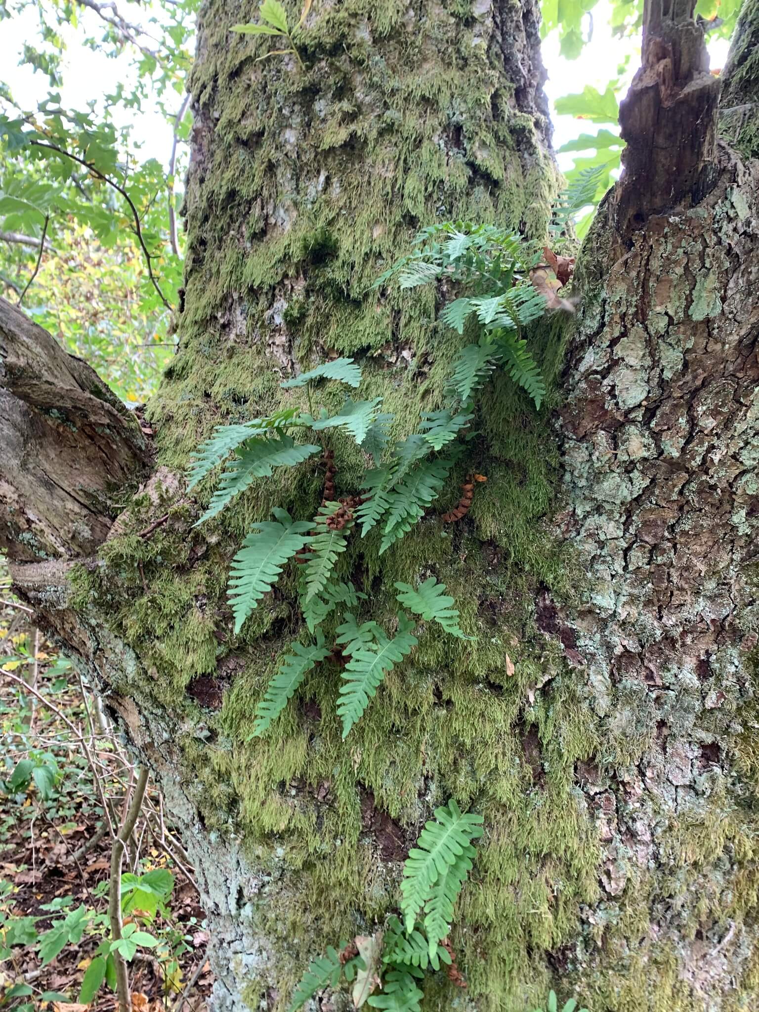 Common Polypody image