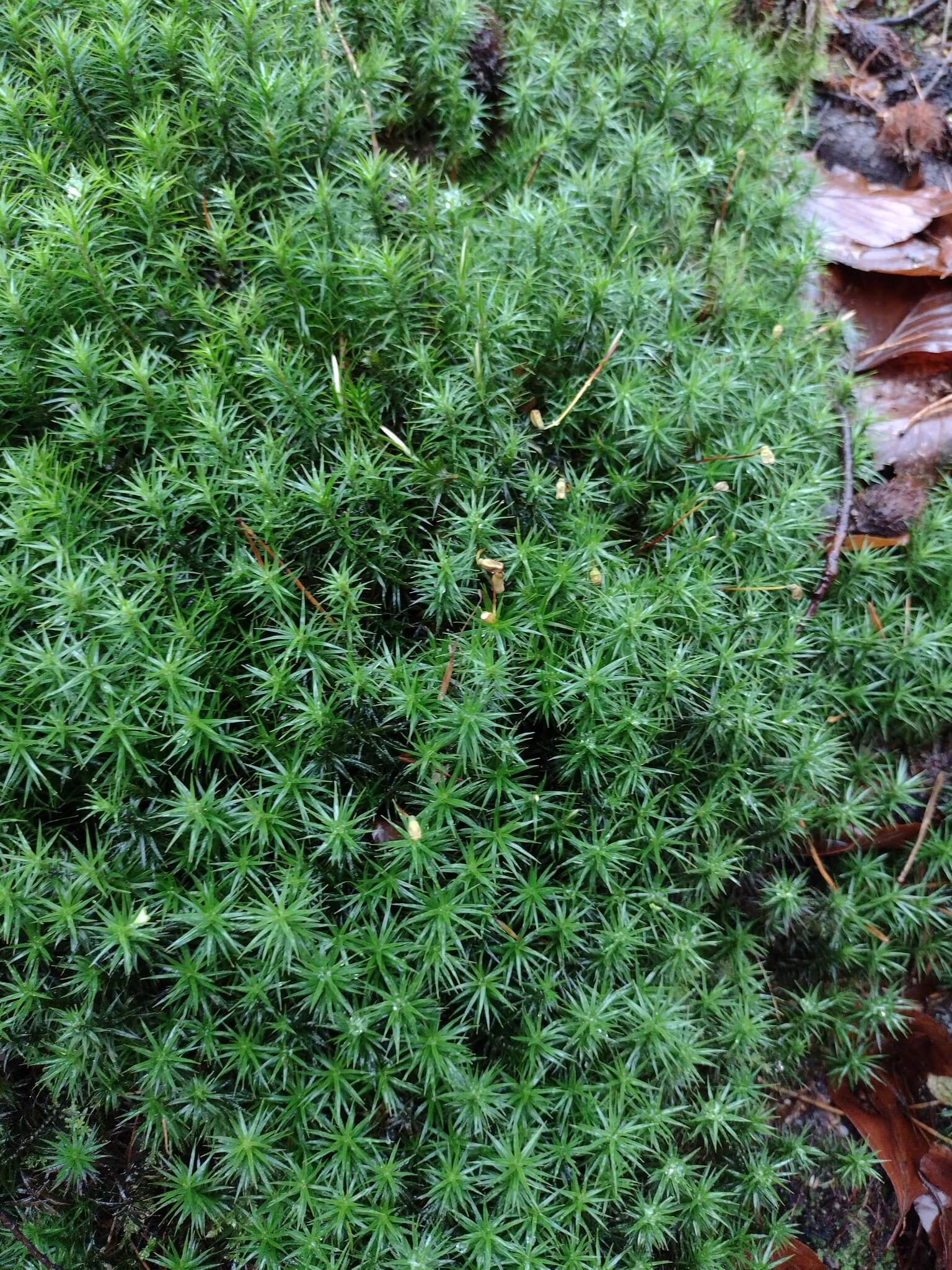 Bank Haircap Moss image