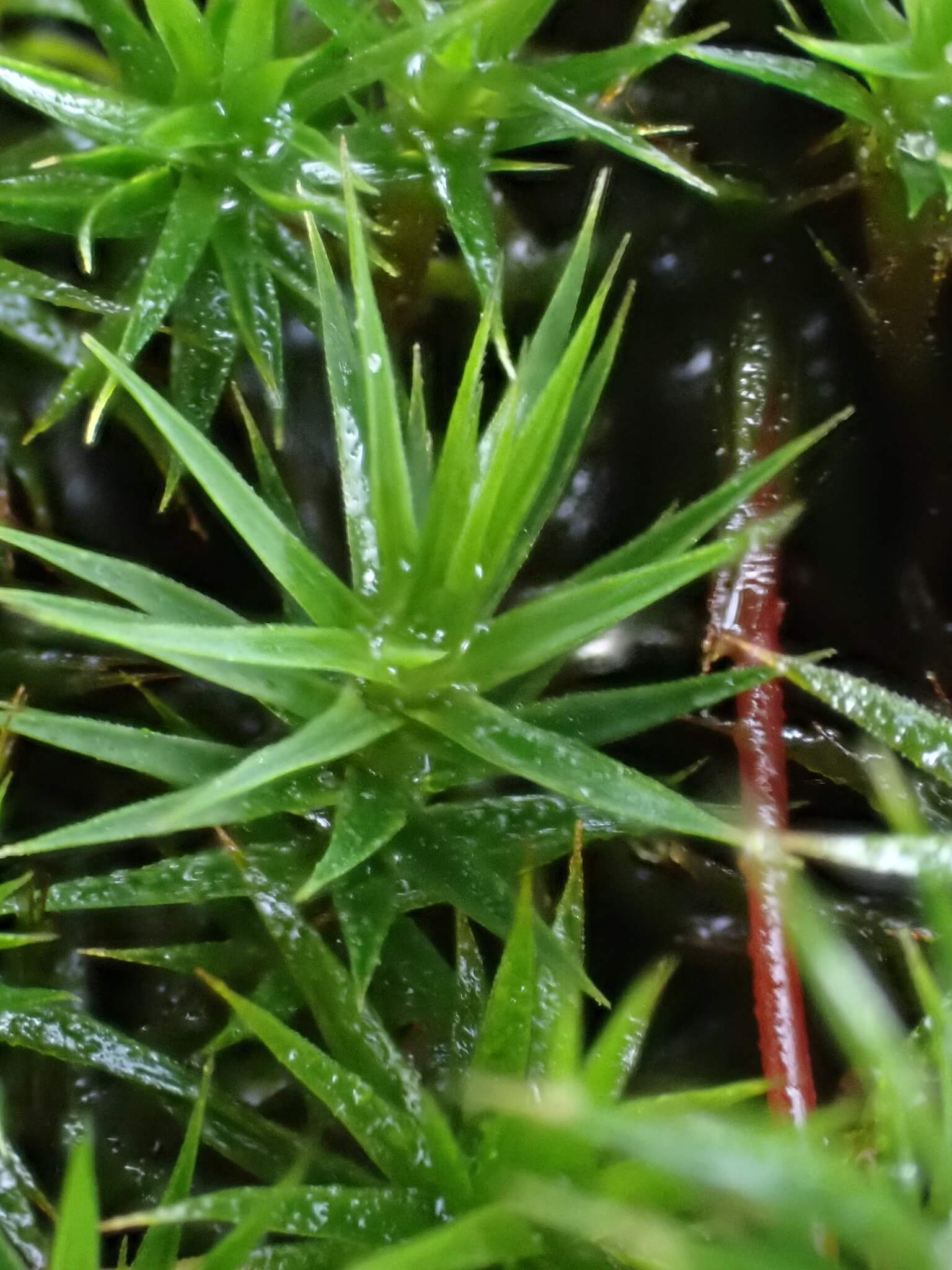 Bank Haircap Moss image