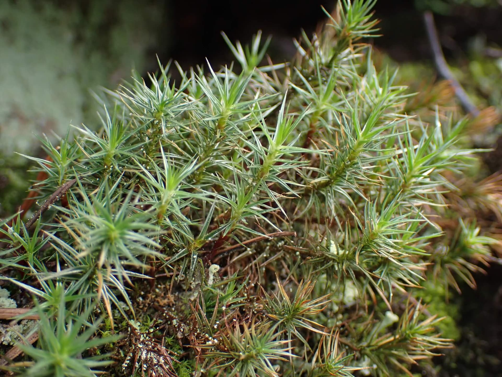 Juniper Haircap Moss image