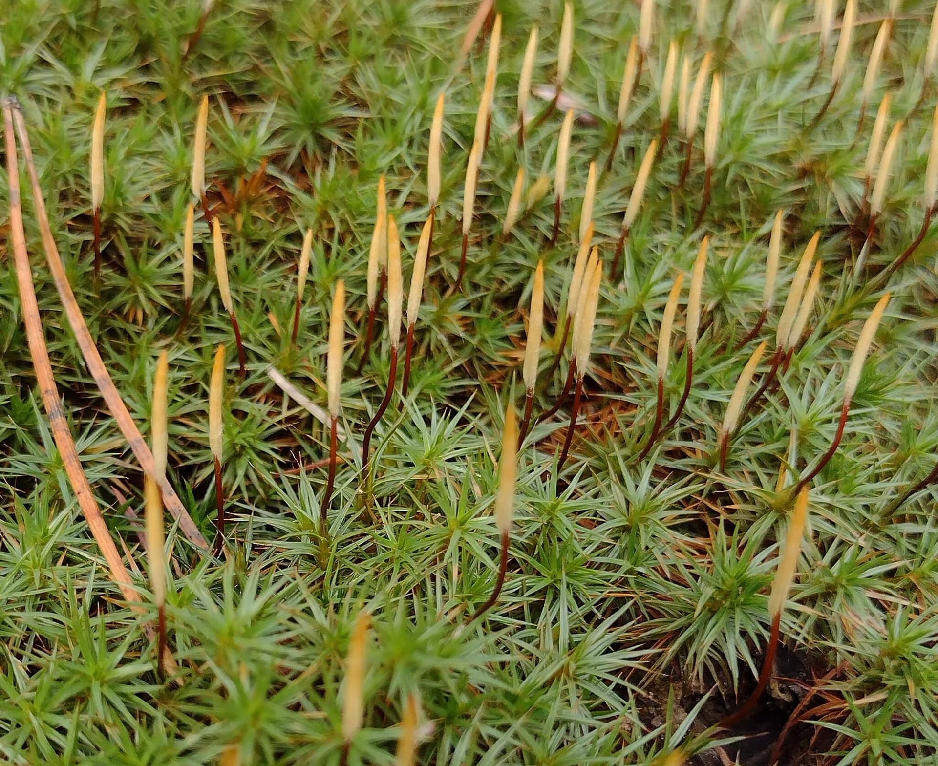 Juniper Haircap Moss image