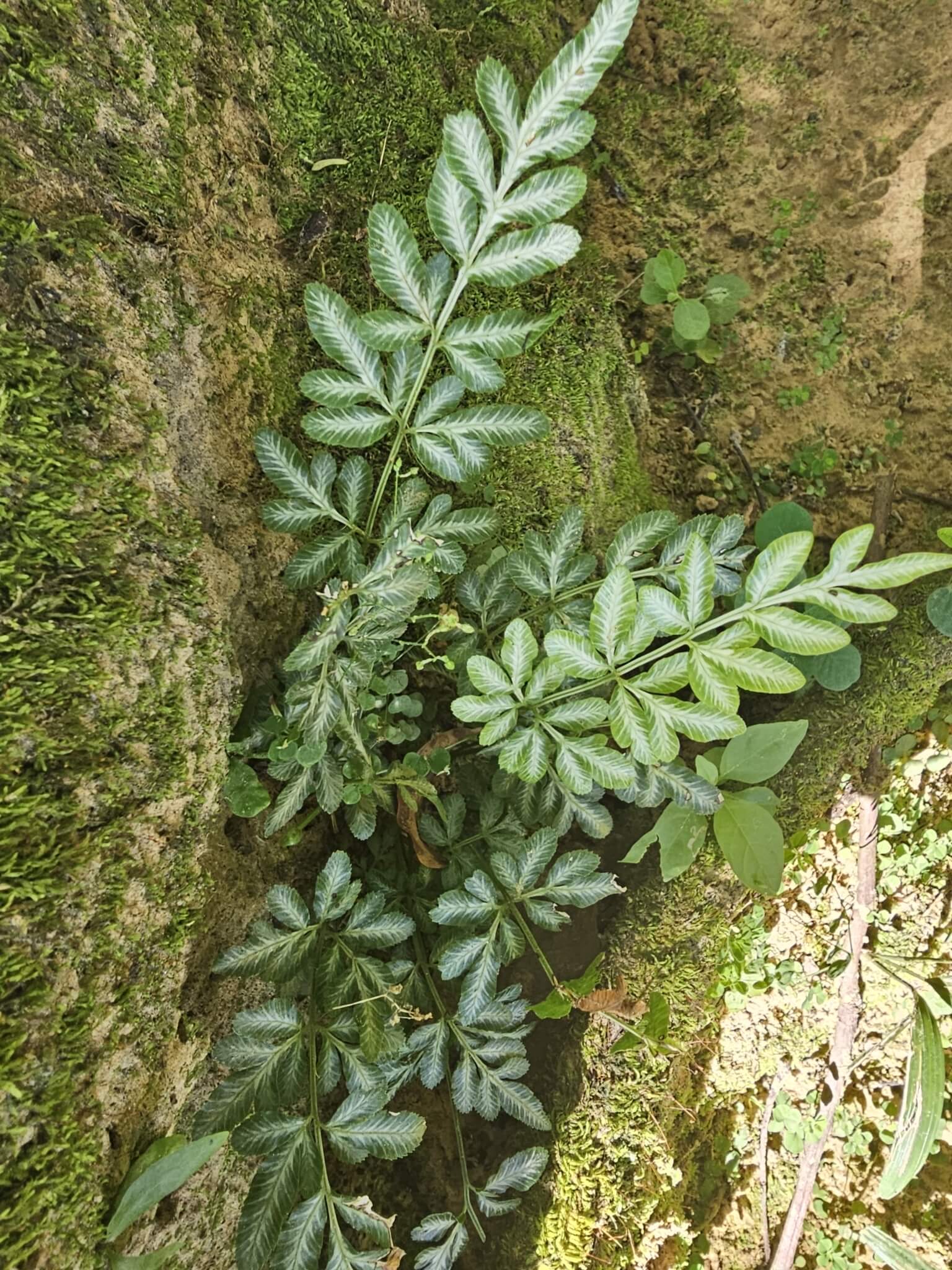 Silver Lace Fern image