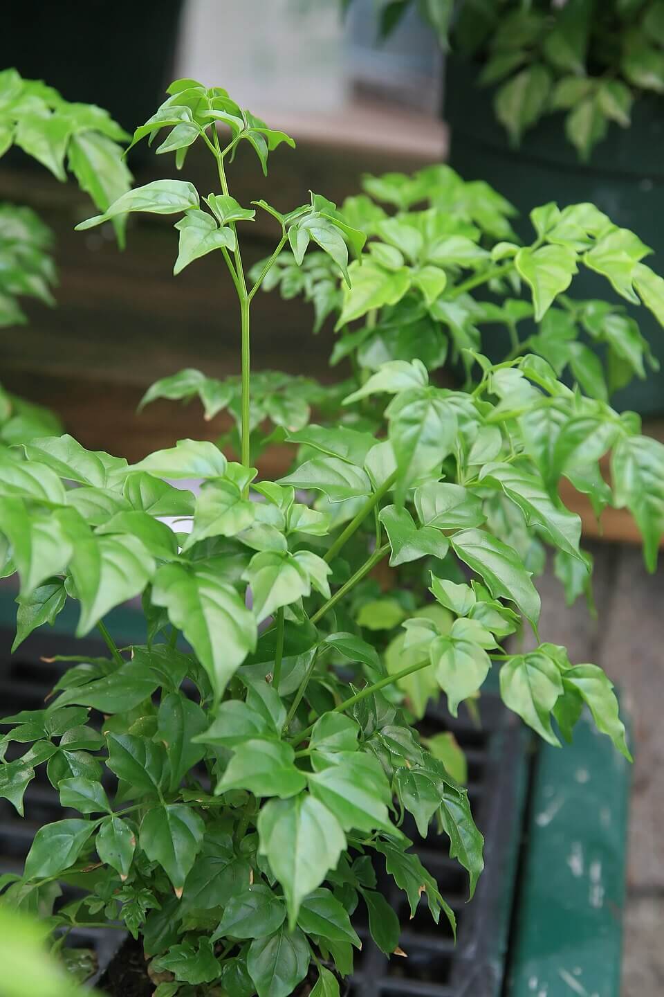 China Doll Plant image