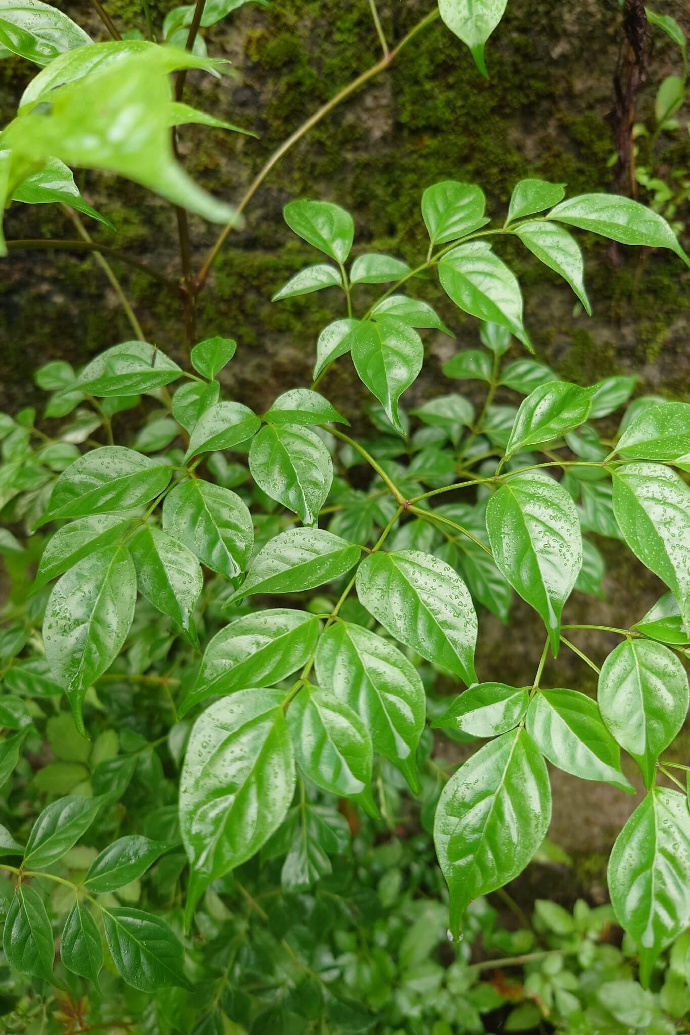 China Doll Plant image