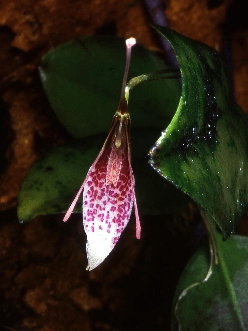 Lansberg's Restrepia image