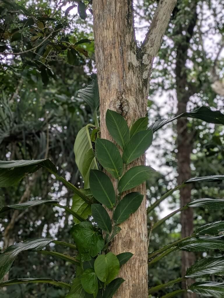 Shingle Vine image