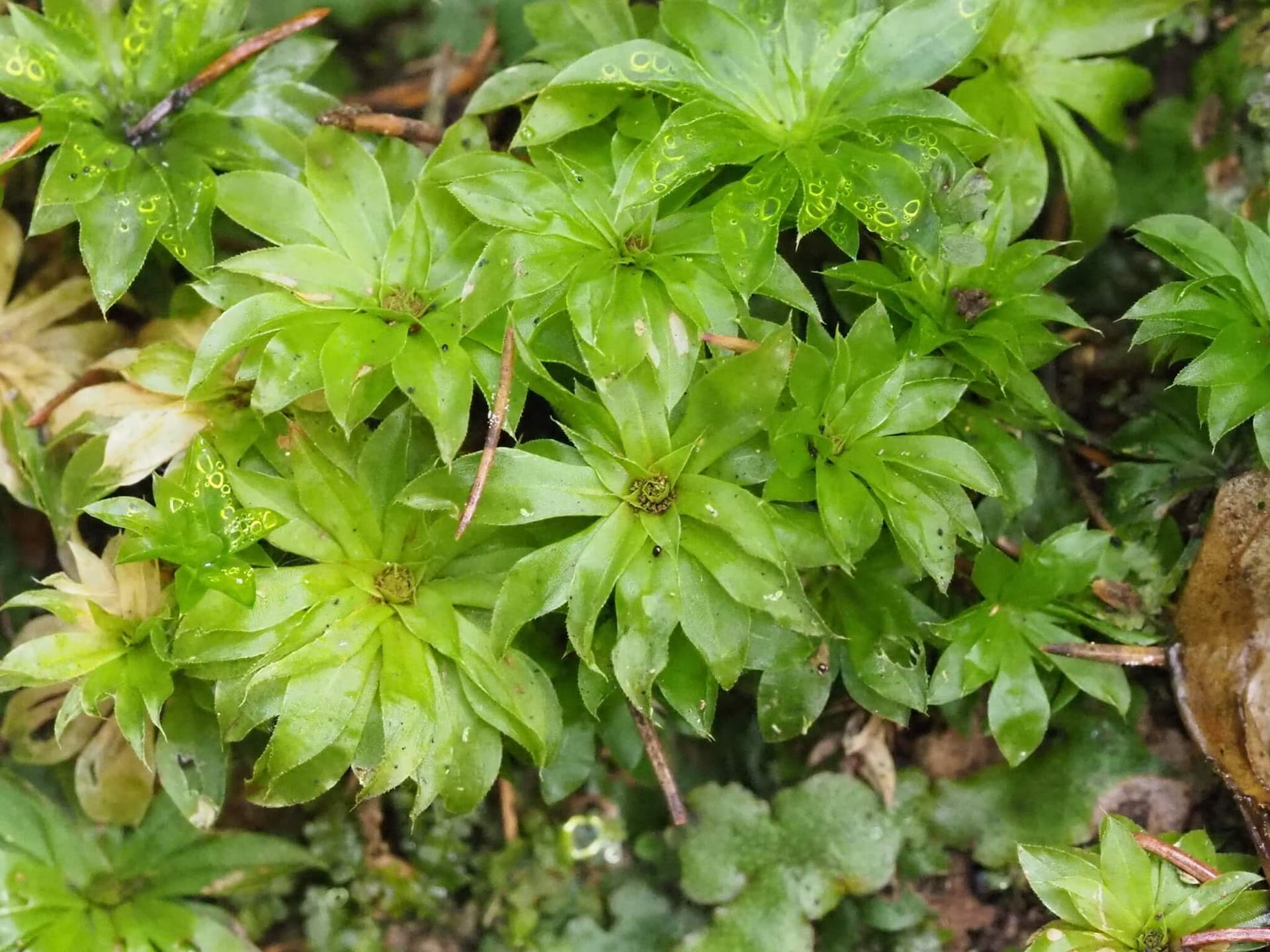Umbrella Moss image
