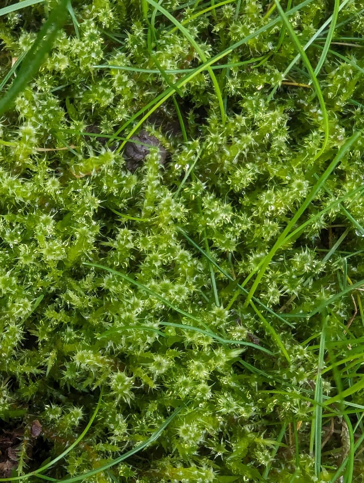 Springy Turf Moss image